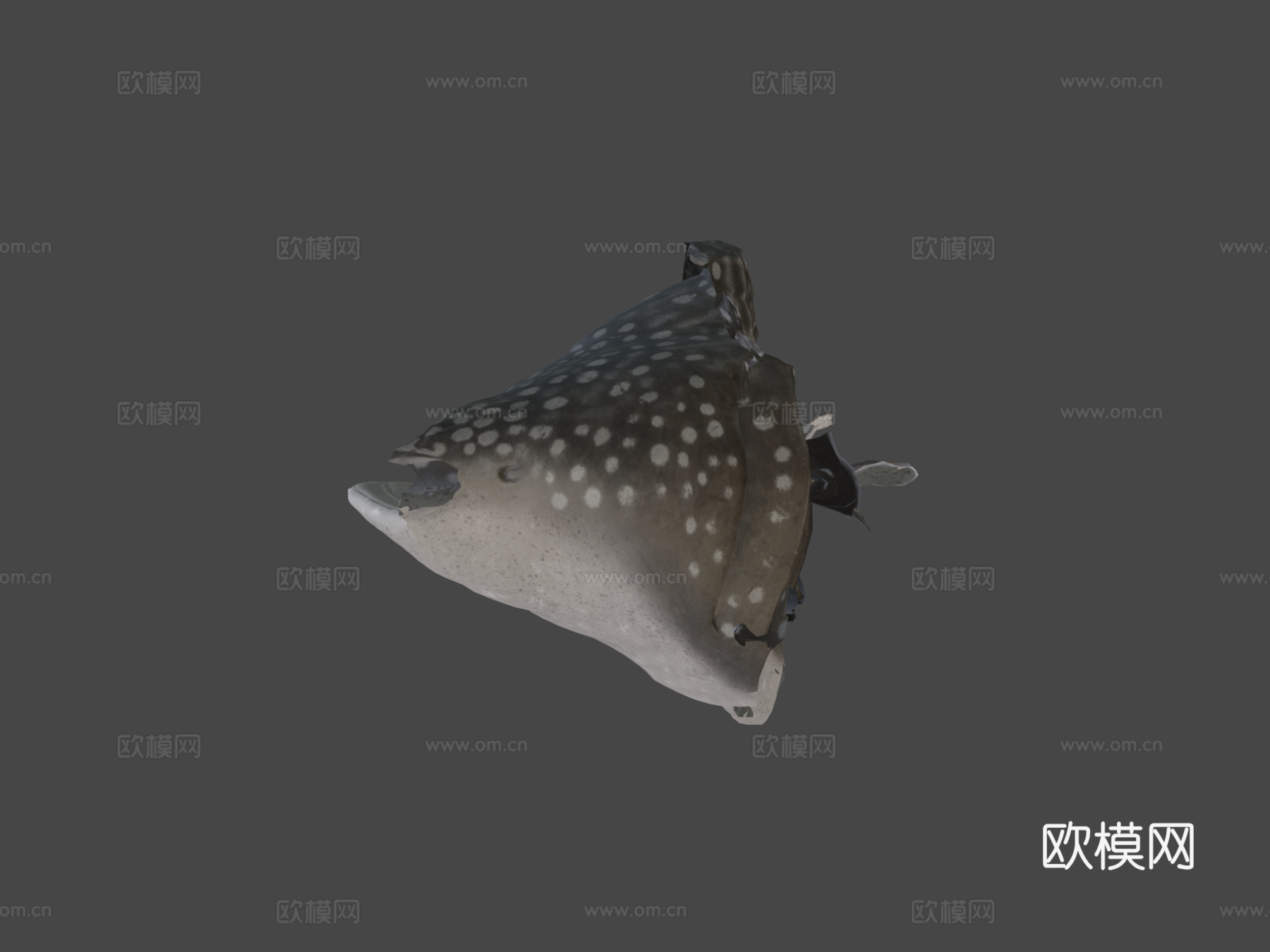 鲸鲨3d模型