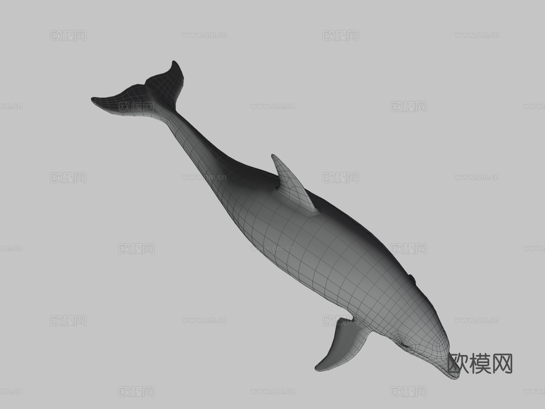 宽吻海豚3d模型