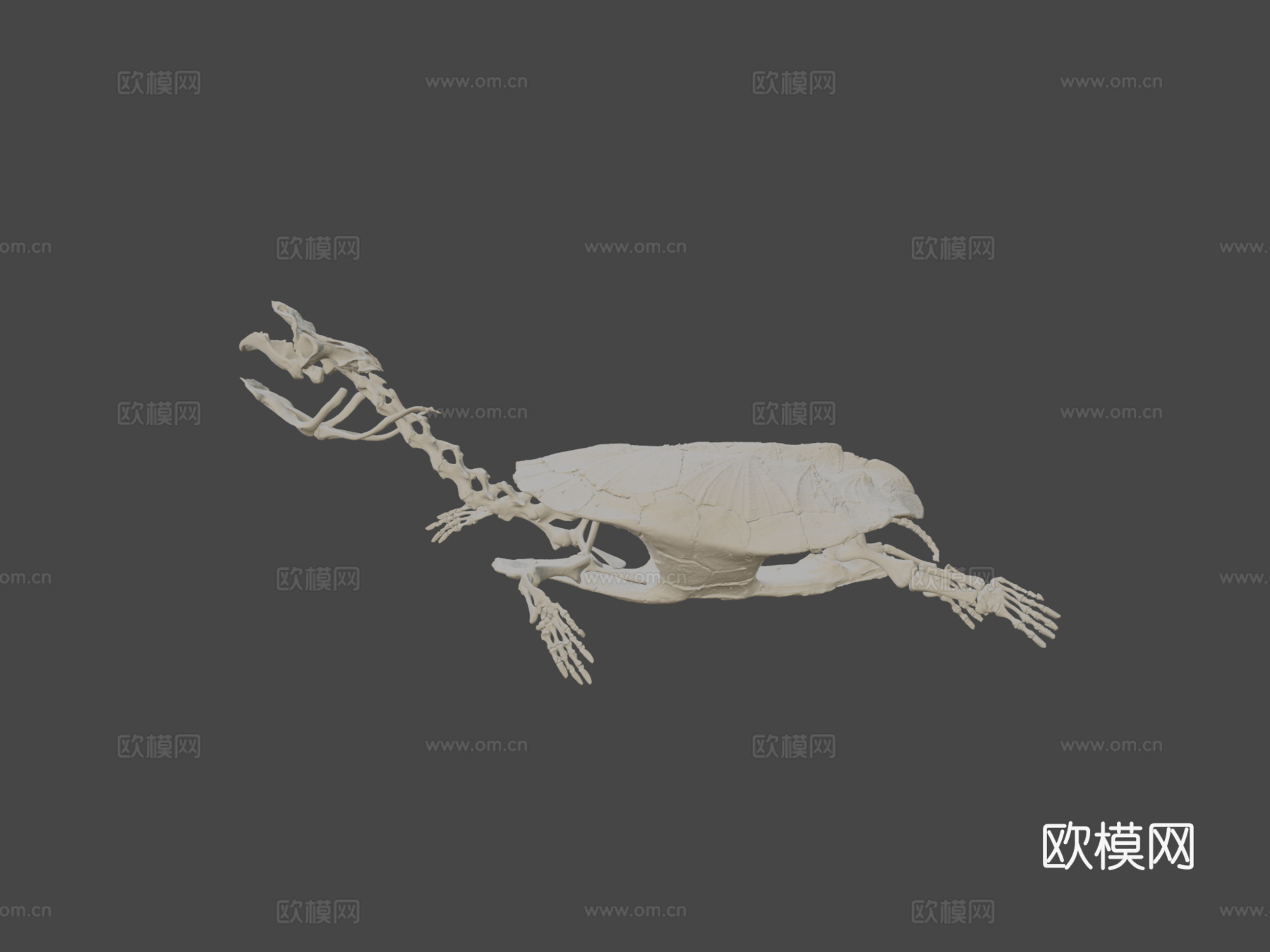 玛塔玛塔龟3d模型