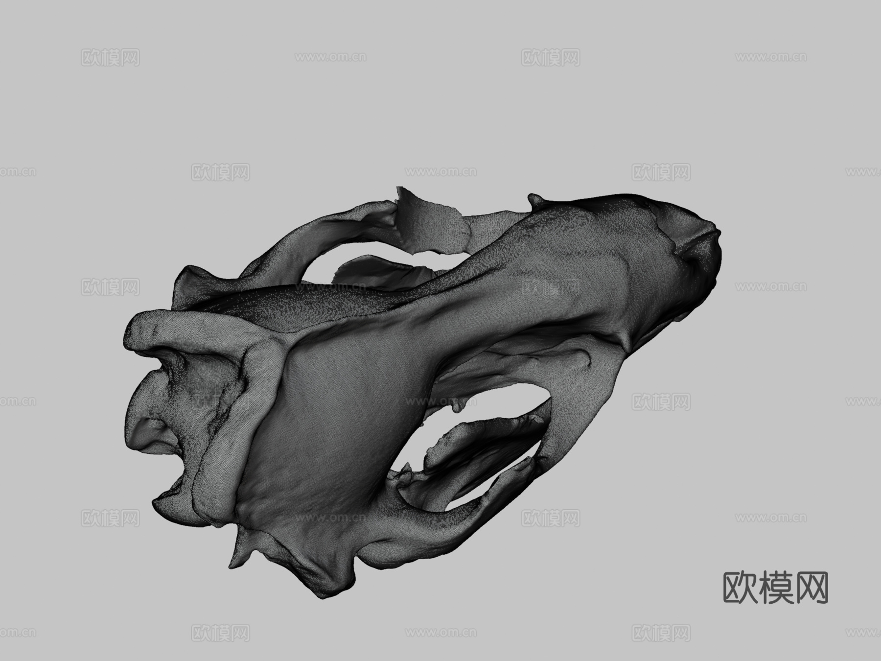豹海豹头骨3d模型