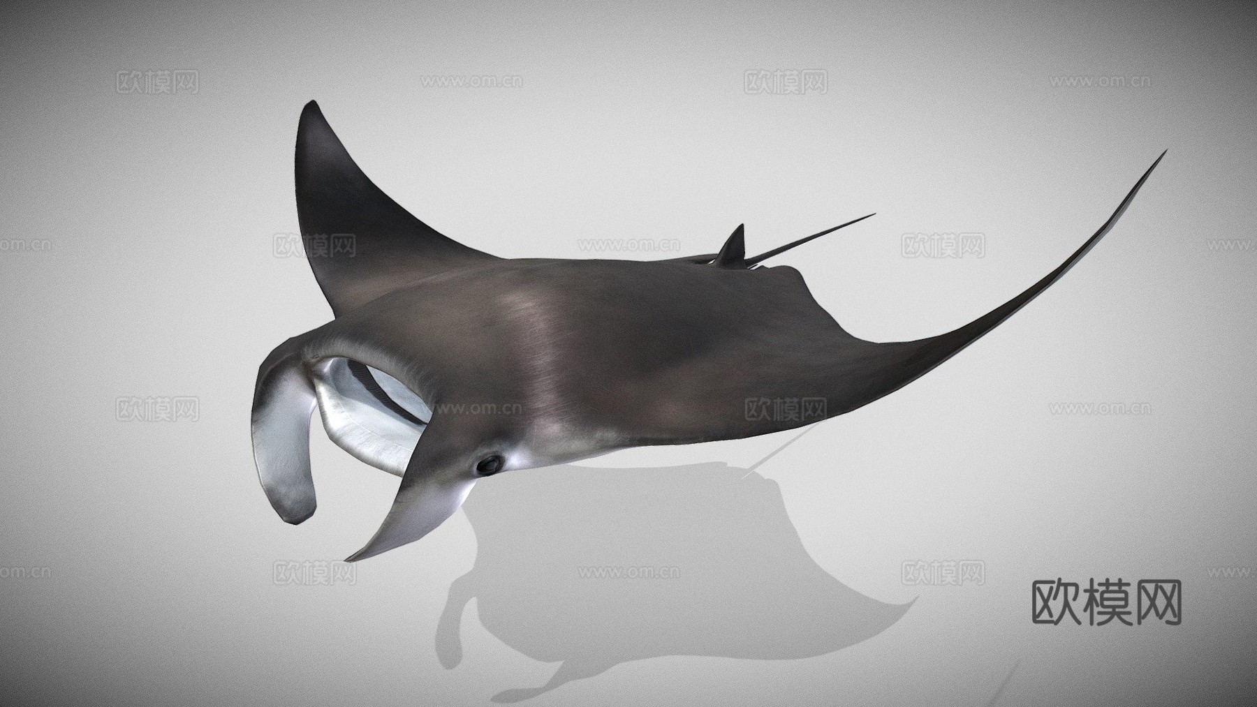 蝠鲼3d模型