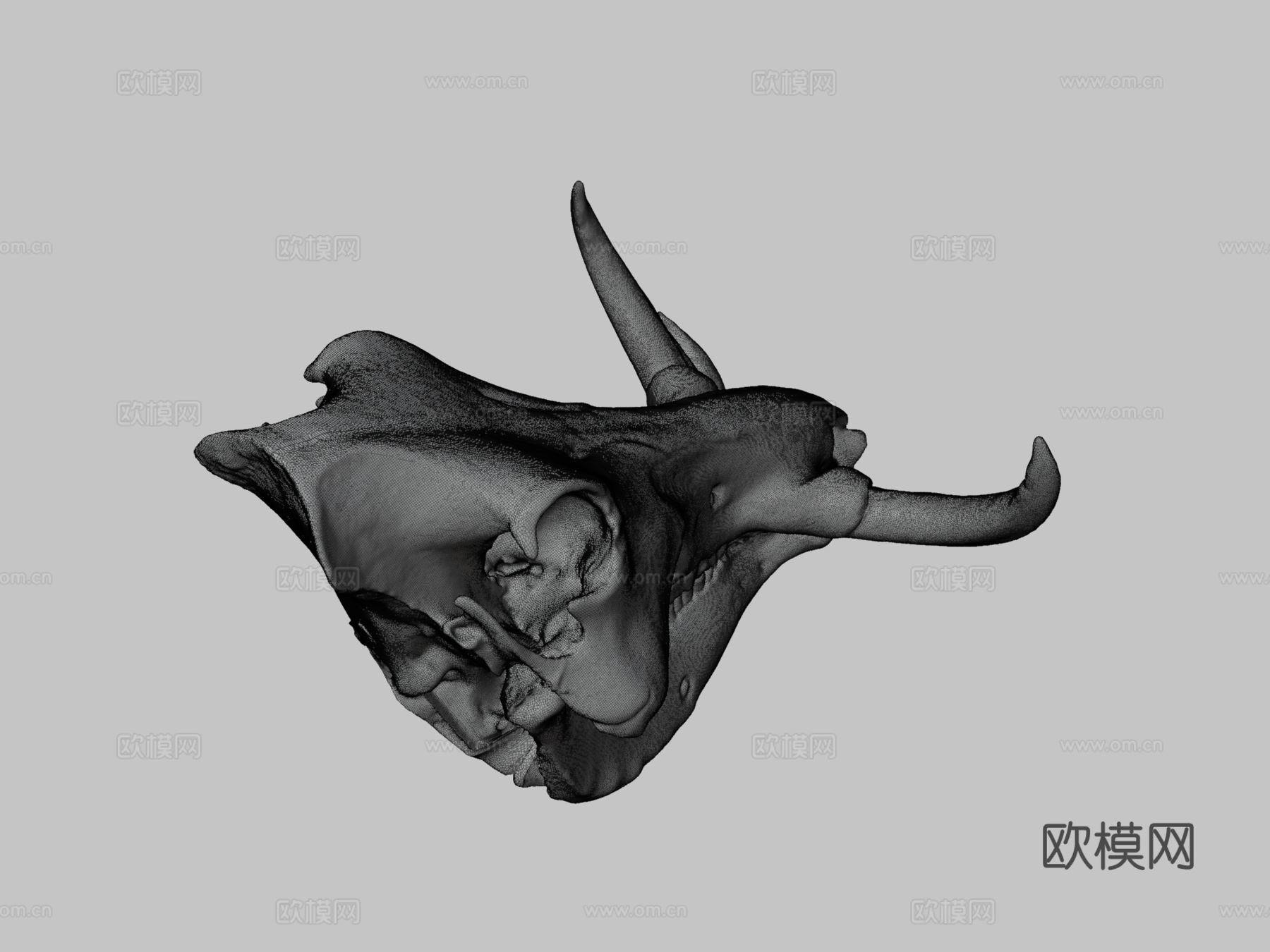 疣猪头骨3d模型