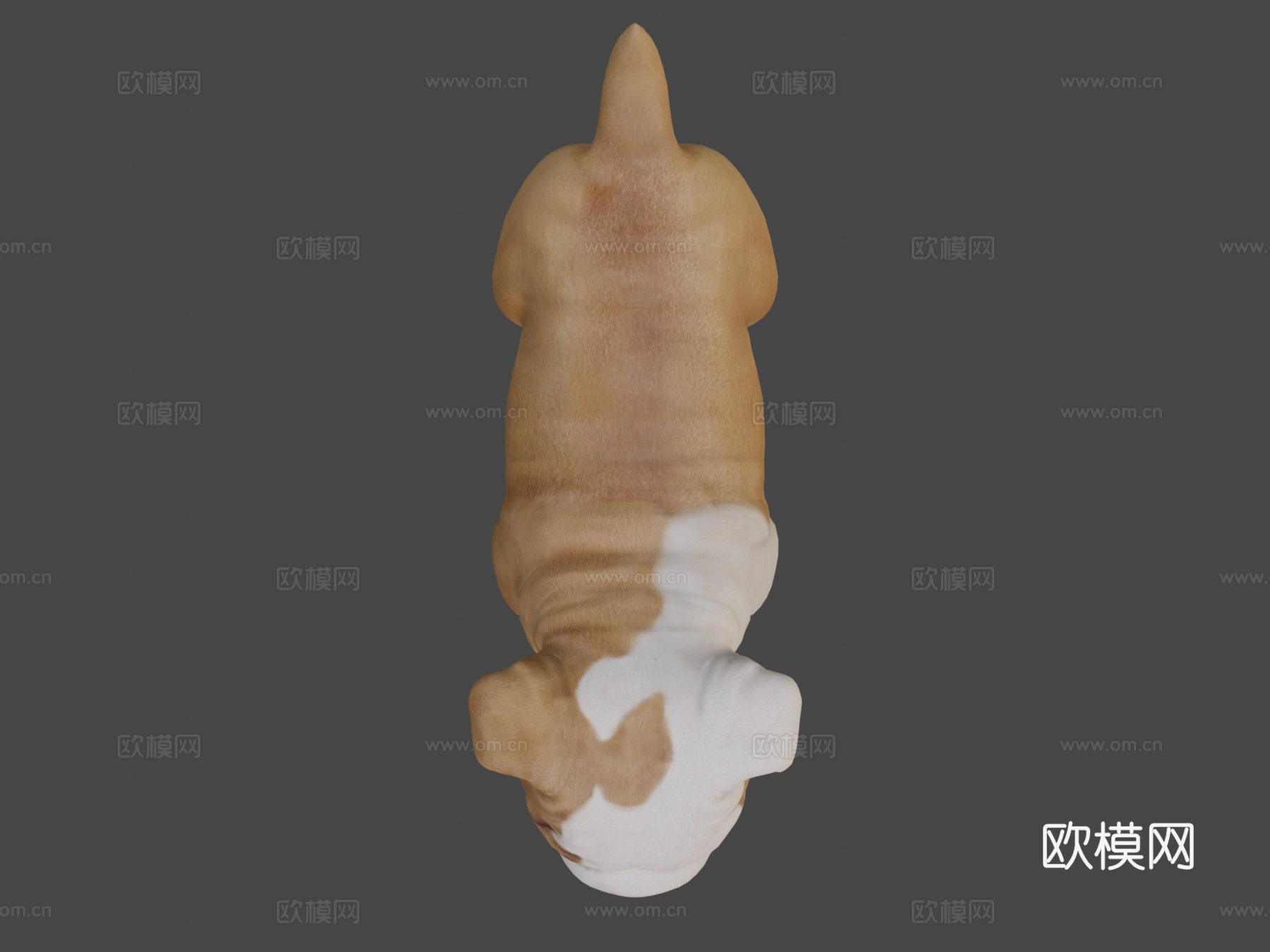 斗牛犬幼崽3d模型