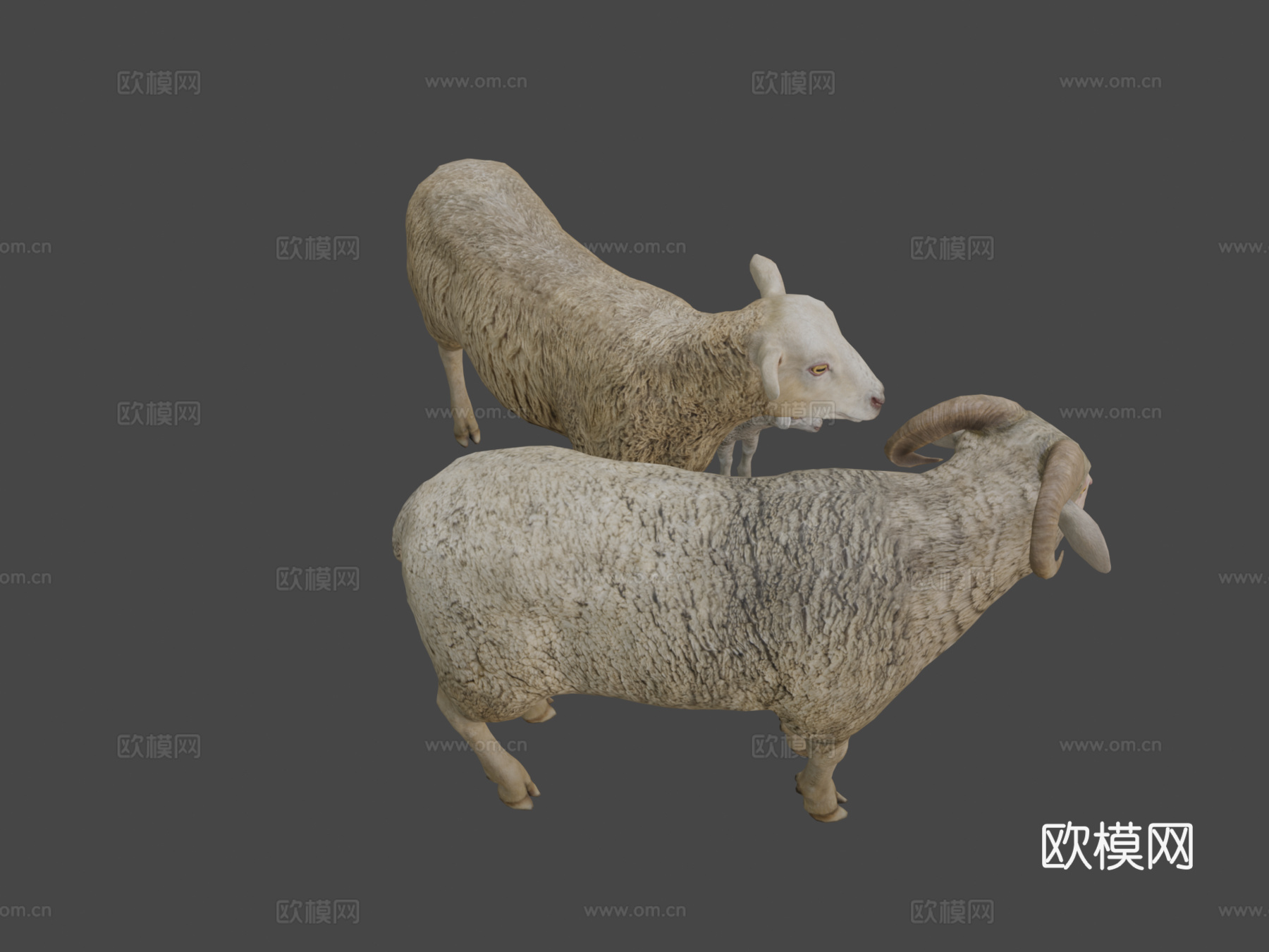 绵羊家族动画3d模型