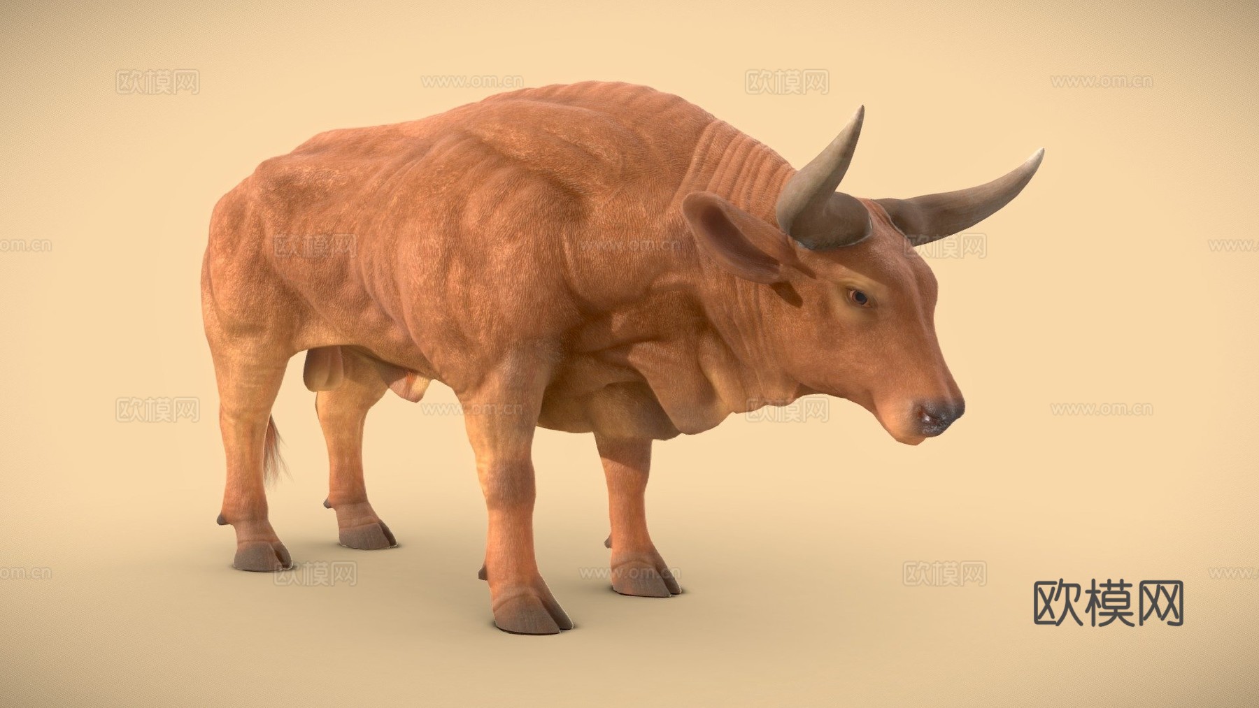 公牛动物3d模型