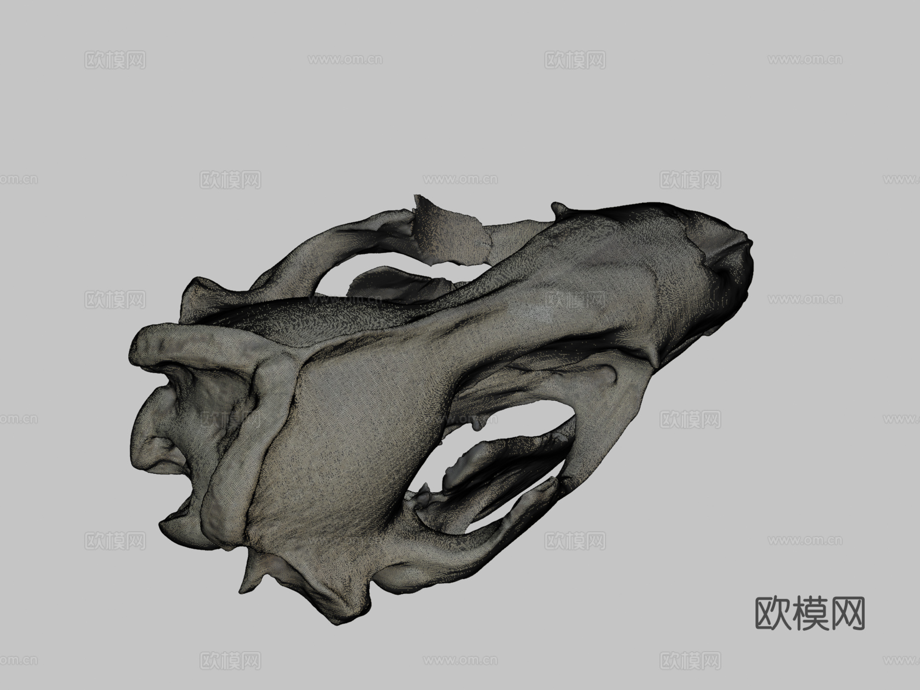 豹海豹头骨3d模型