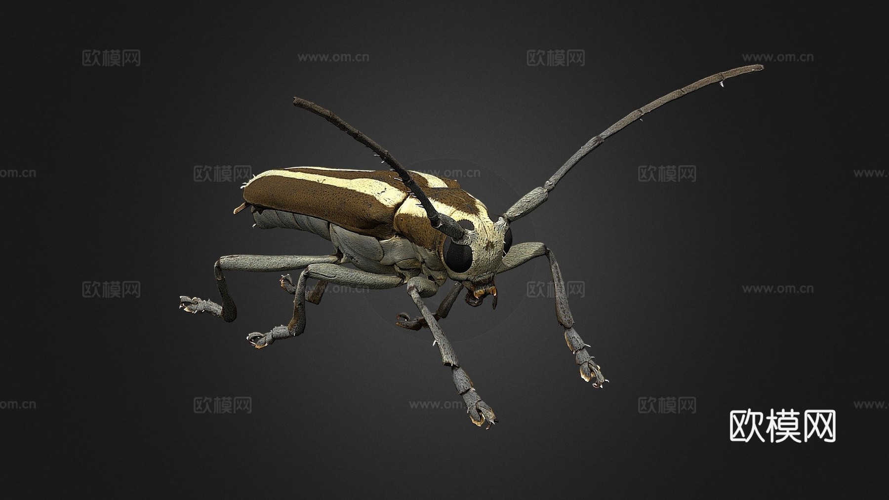 白蜡天牛(自然历史数字档案(DiNArDa))3d模型