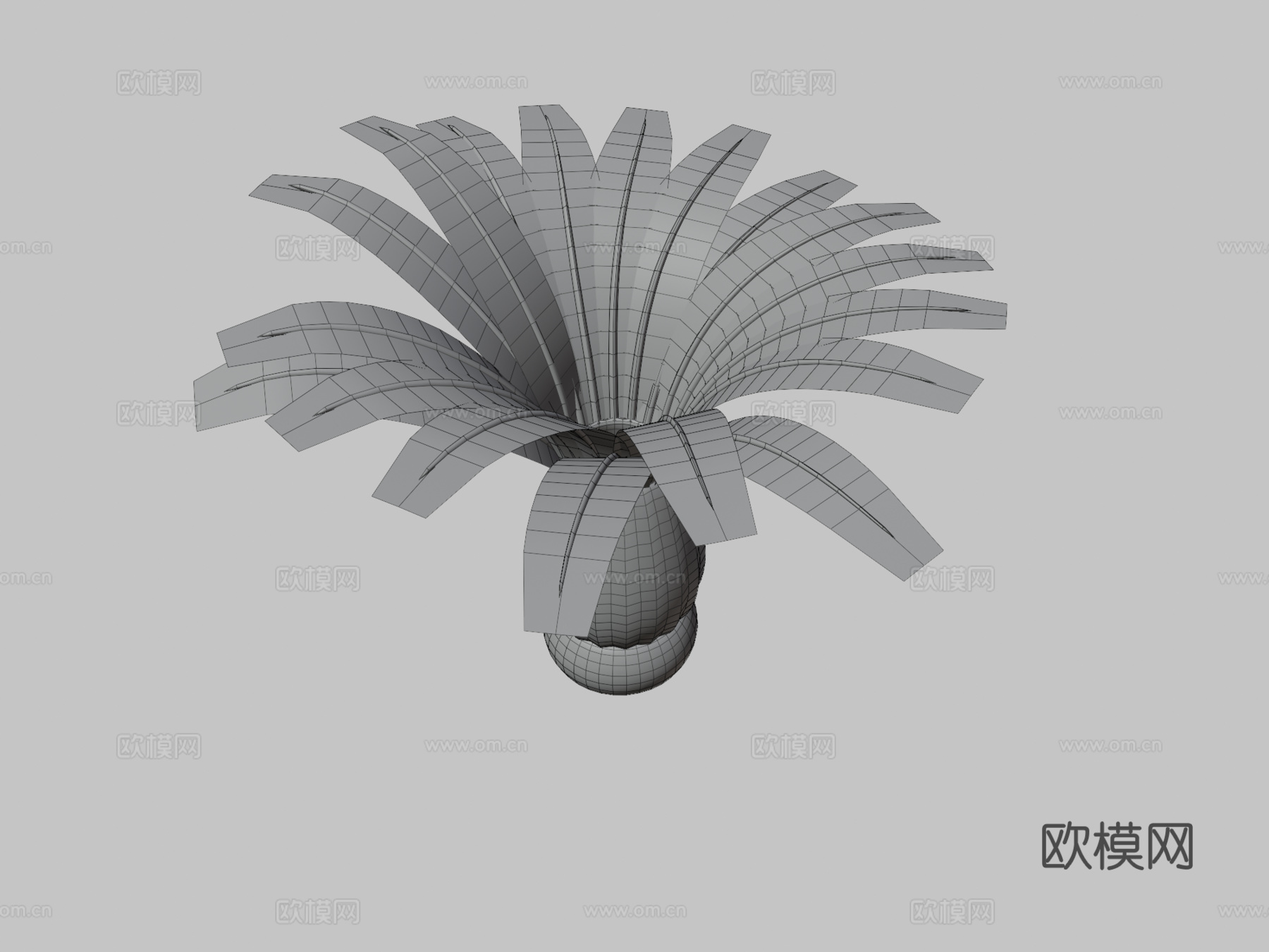 中华仙光鱼3d模型