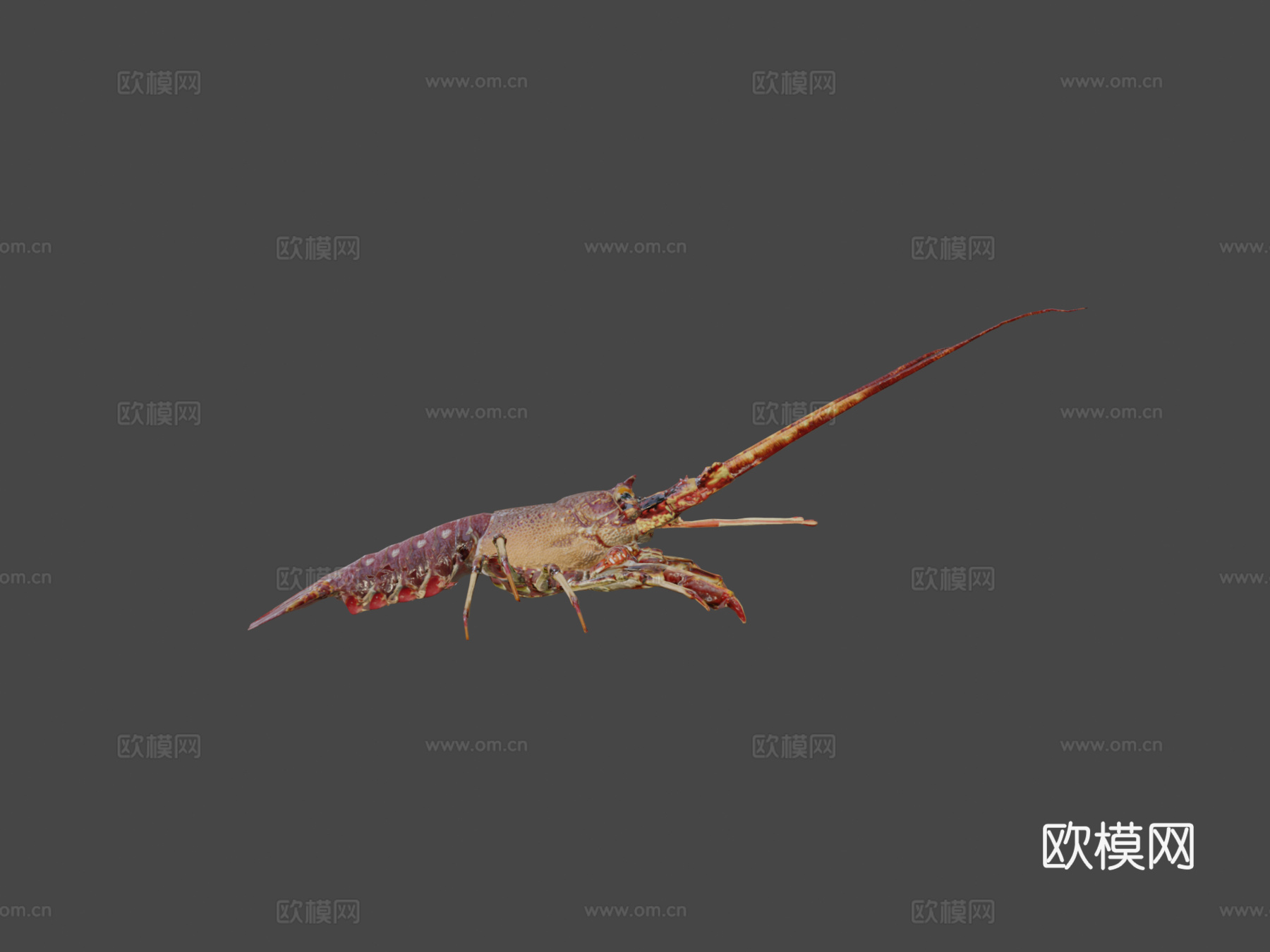 龙虾3d模型