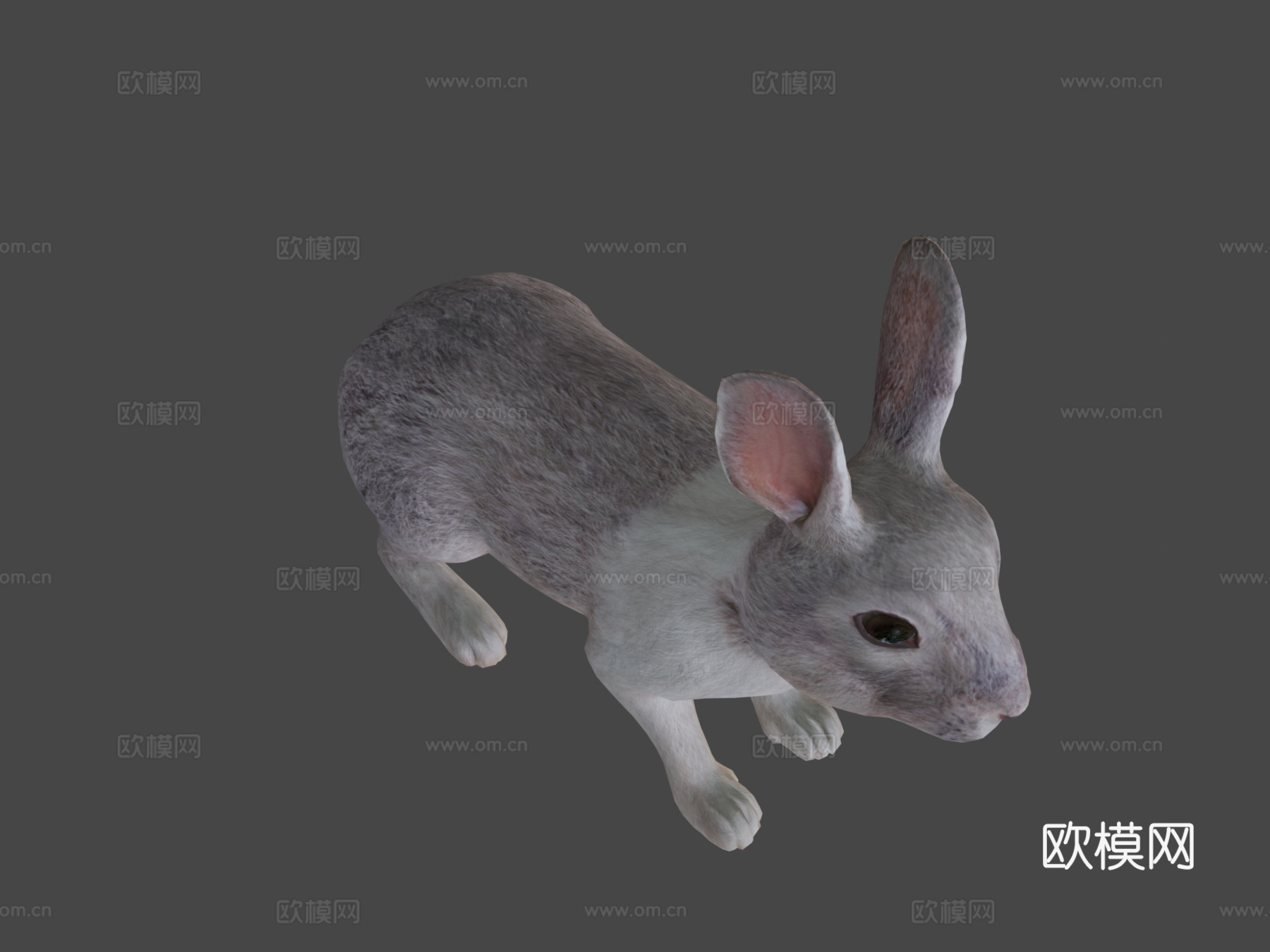 兔子动画3d模型