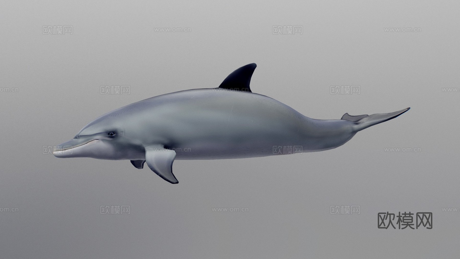 宽吻海豚3d模型