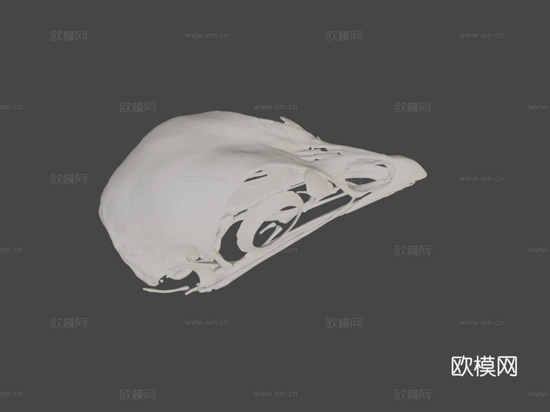 鸡头骨3d模型