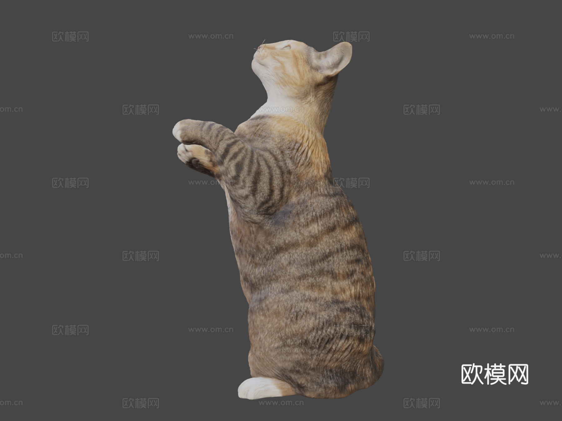三花猫103d模型