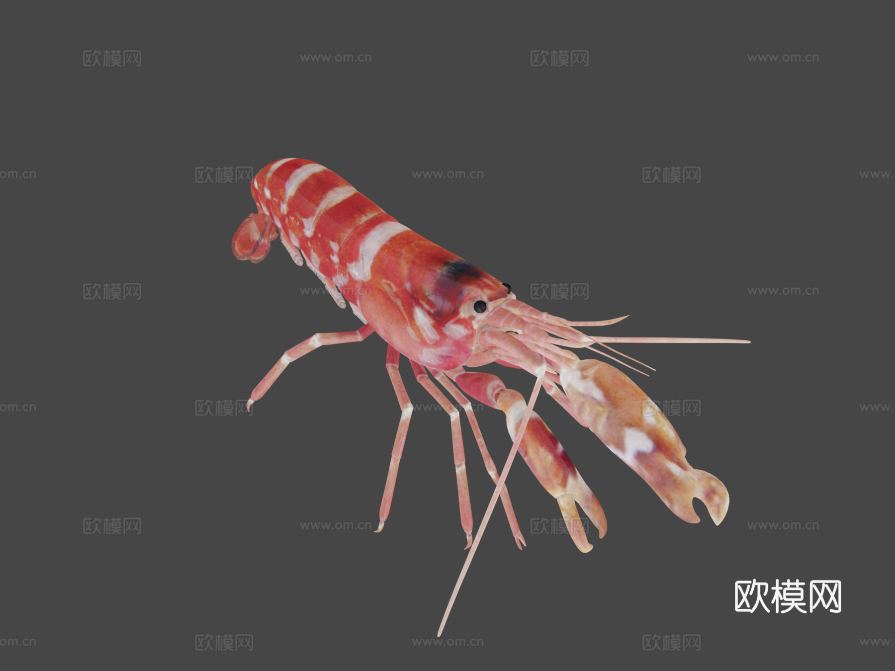 手枪虾3d模型