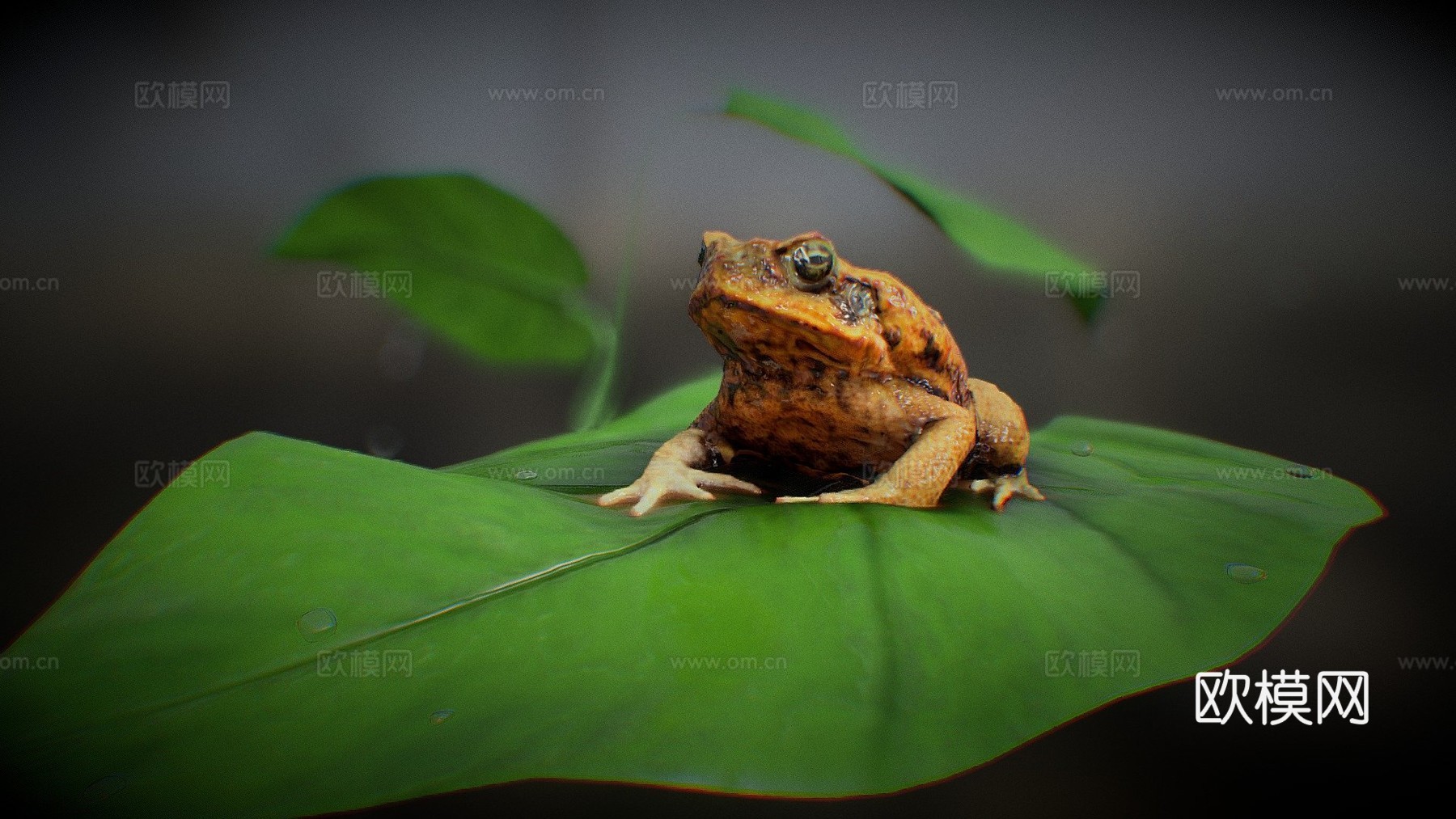 蟾蜍3d模型