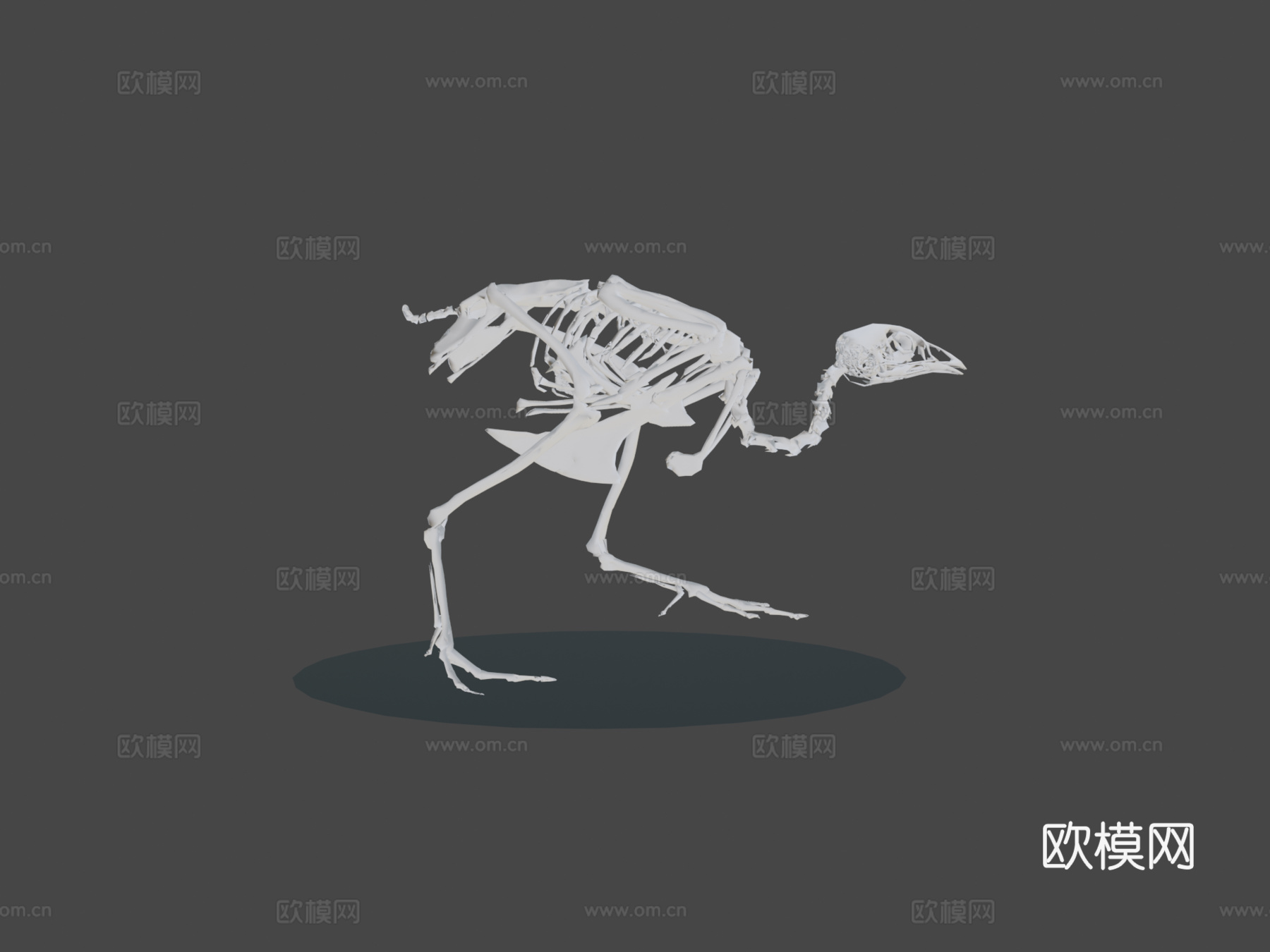 行走鹌鹑骨架3d模型