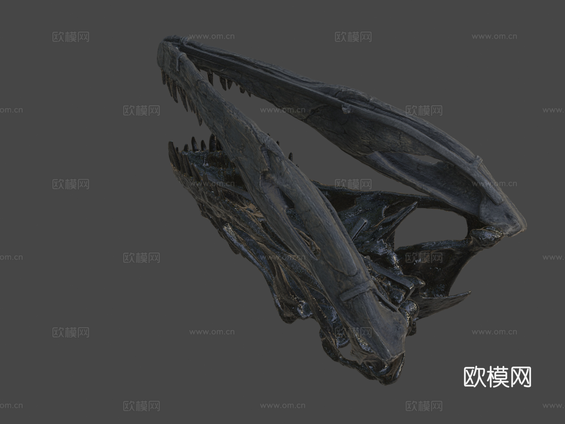 化石逻辑角鼻龙头骨3d模型