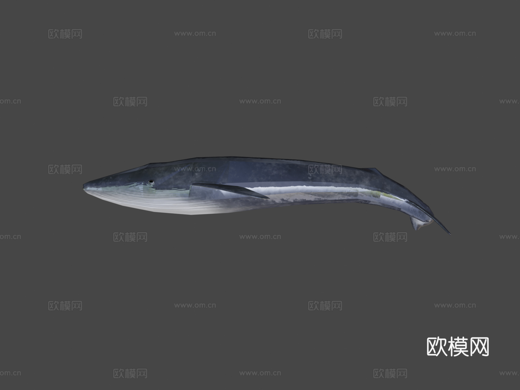 绑定蓝鲸3d模型