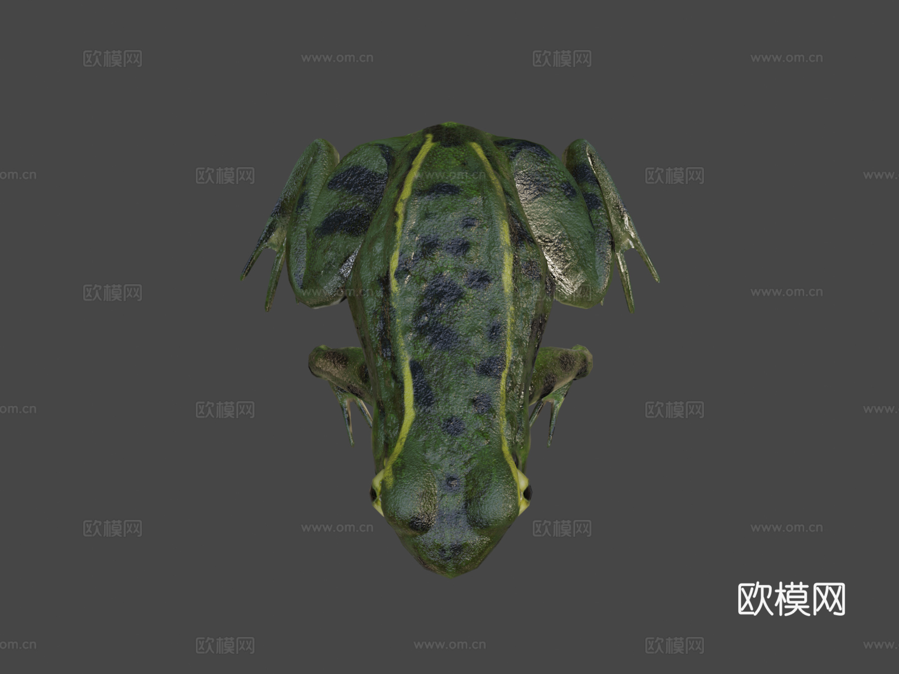 青蛙3d模型