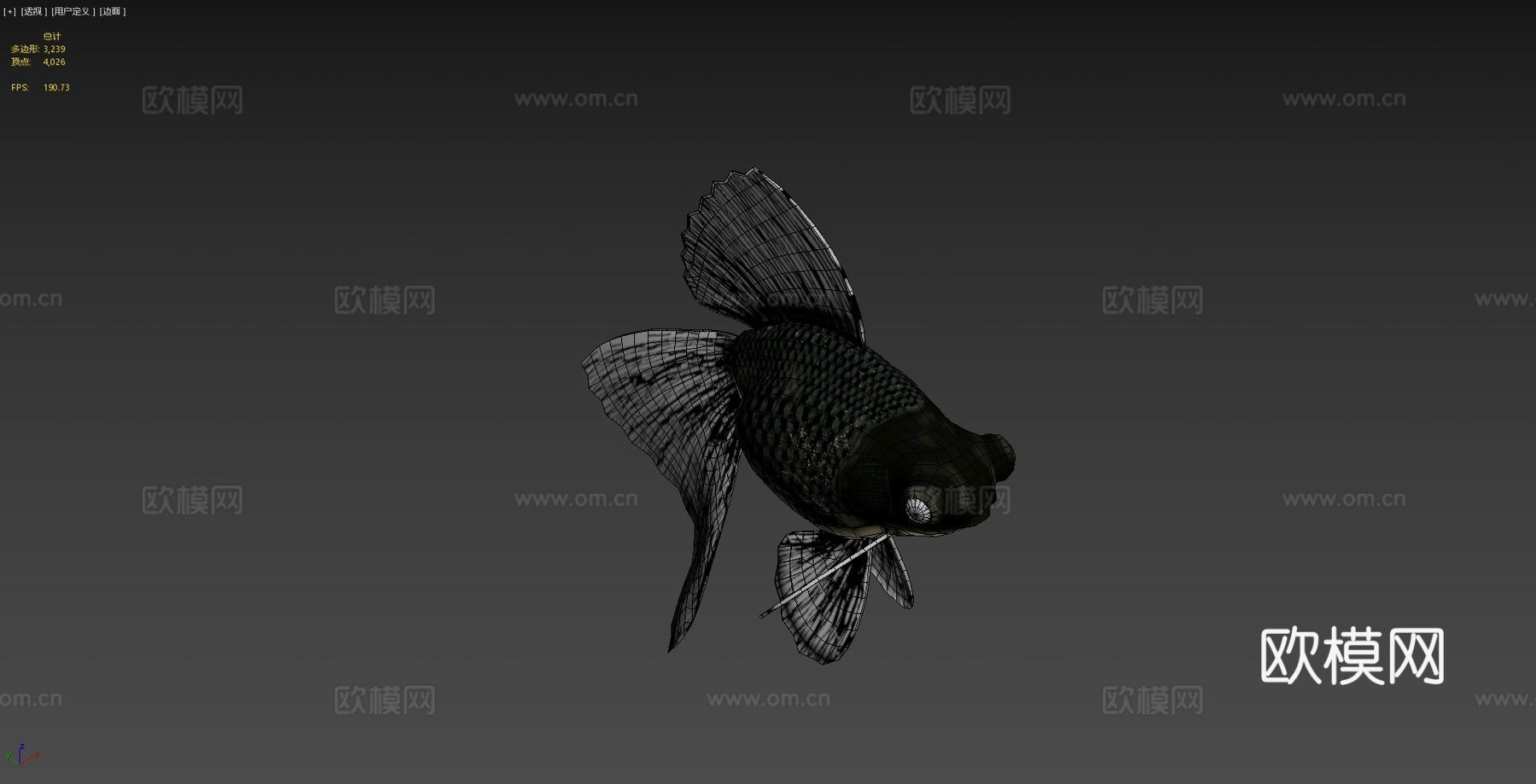 宽尾沼金鱼3d模型