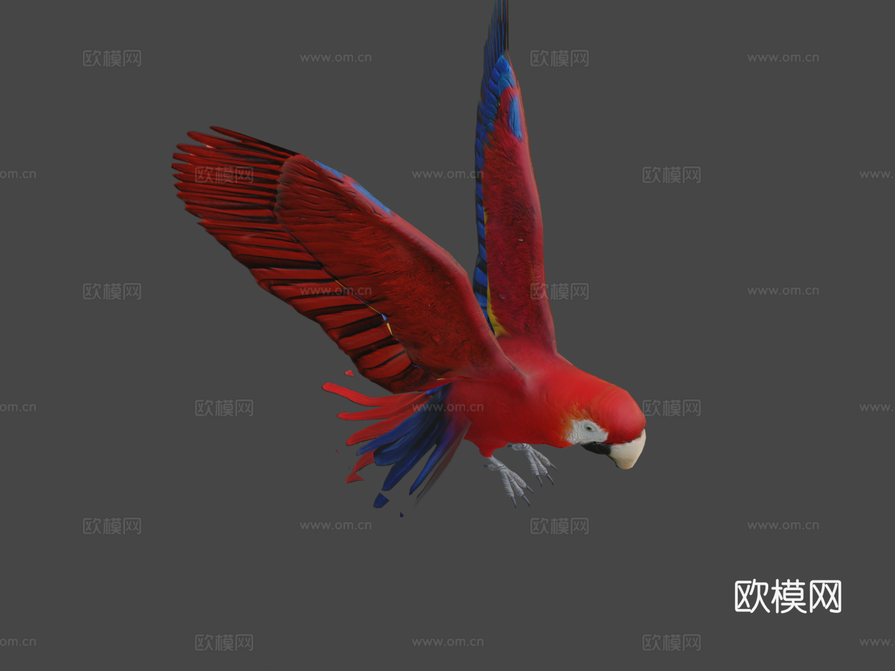 红金刚鹦鹉3d模型