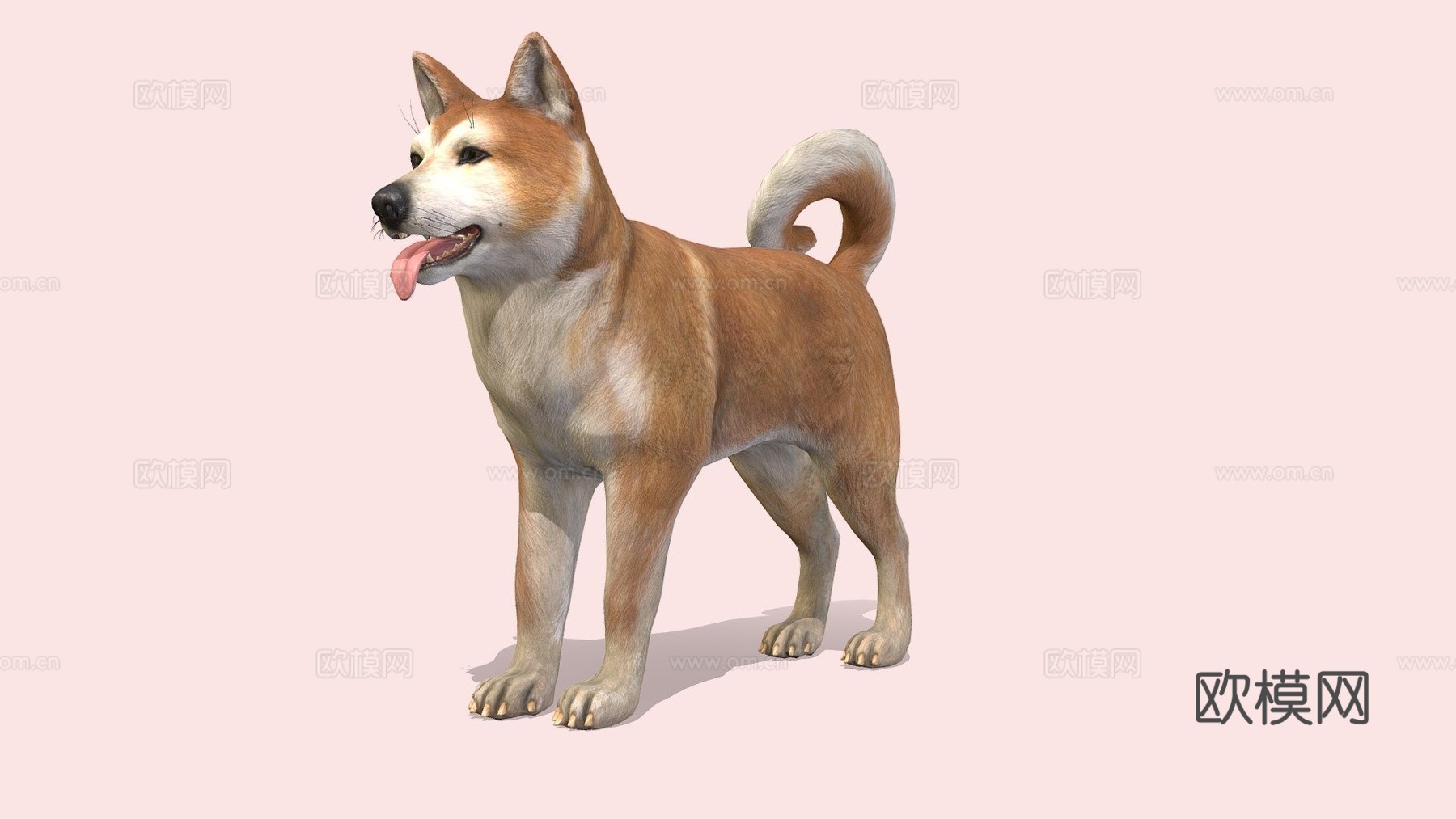 犬-秋田犬3d模型