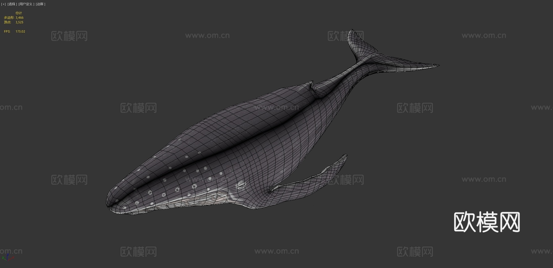 座头鲸3d模型