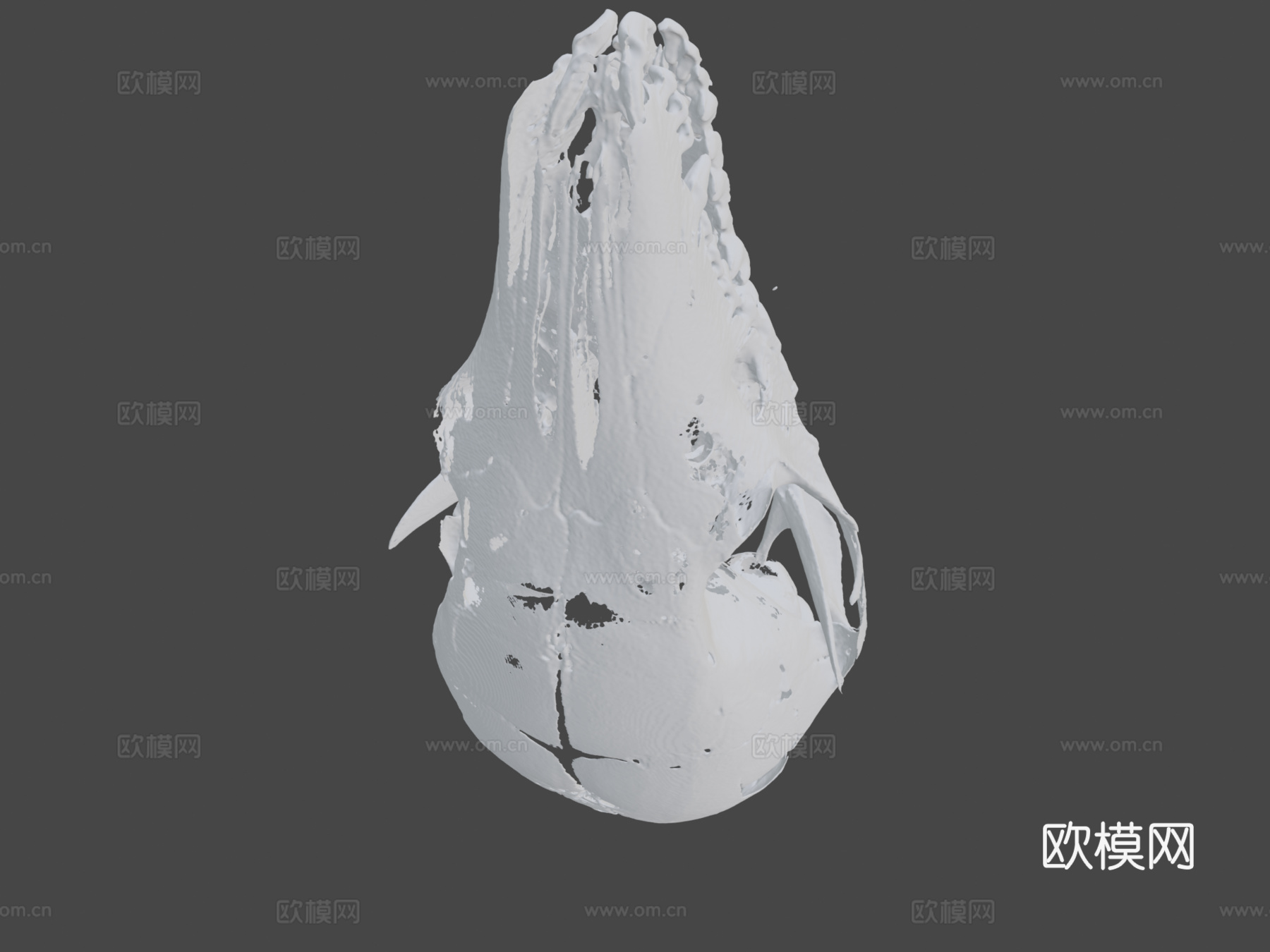 有袋鼠头骨3d模型
