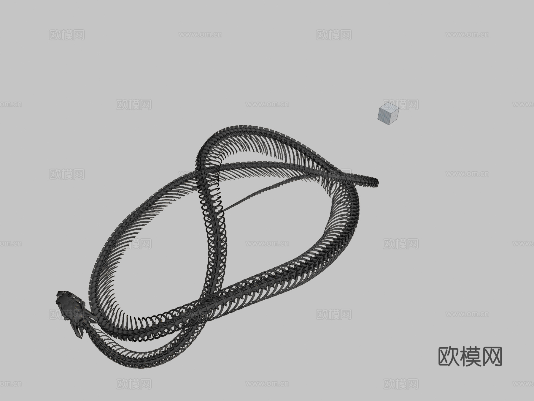 縞蛇?CT扫描?条纹蛇3d模型