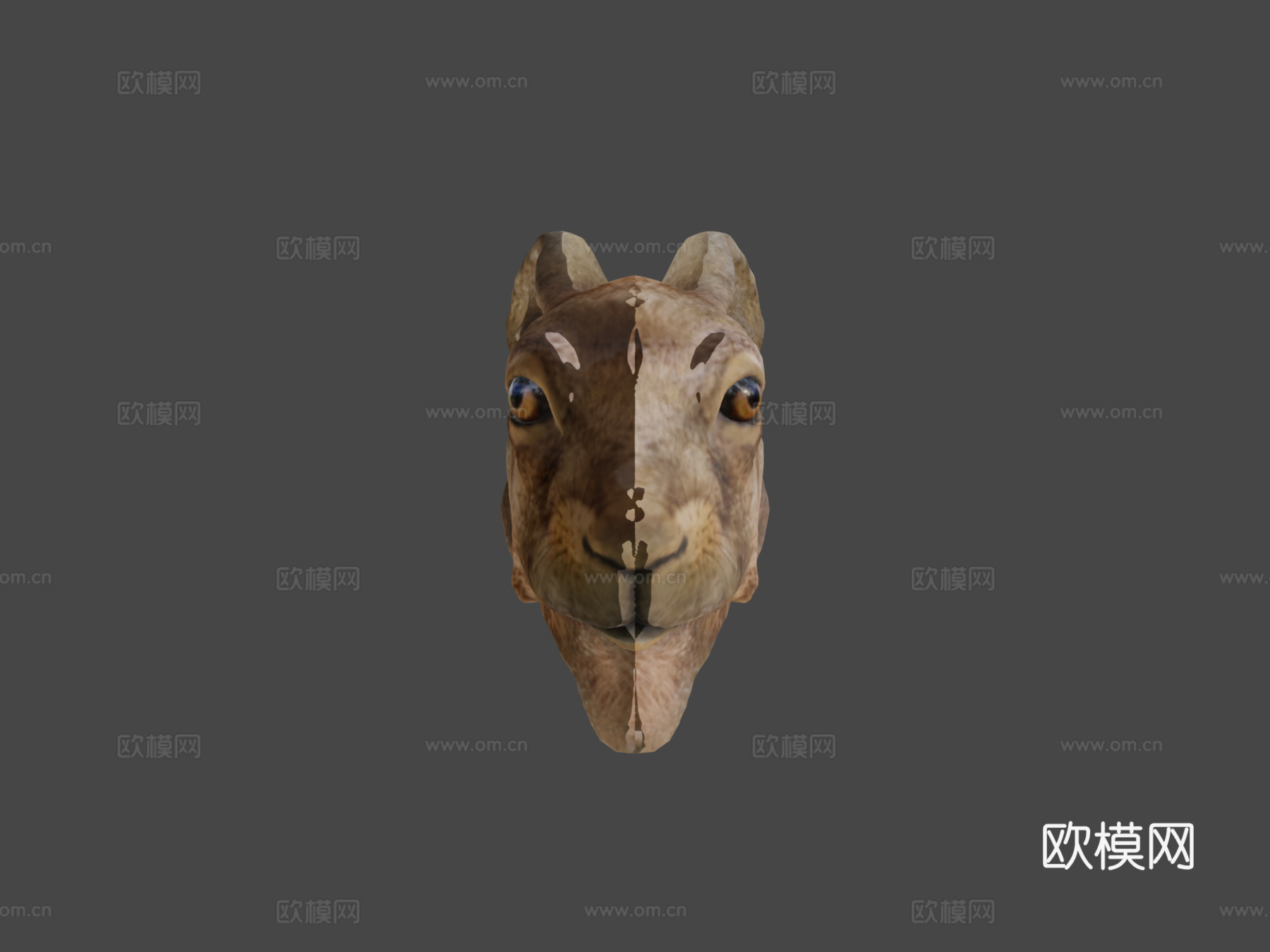 欧洲野兔3d模型