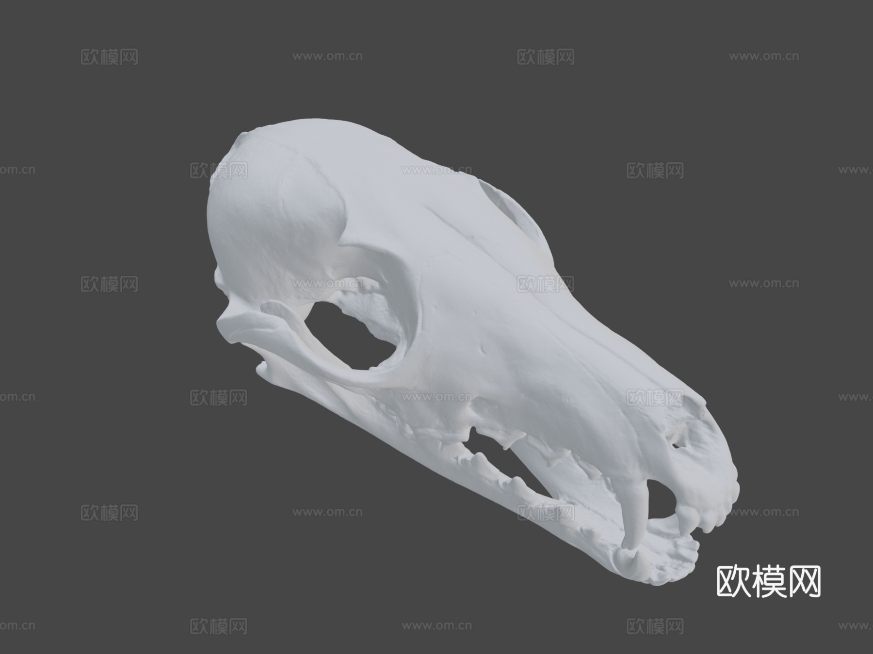 狐狸头骨3d模型
