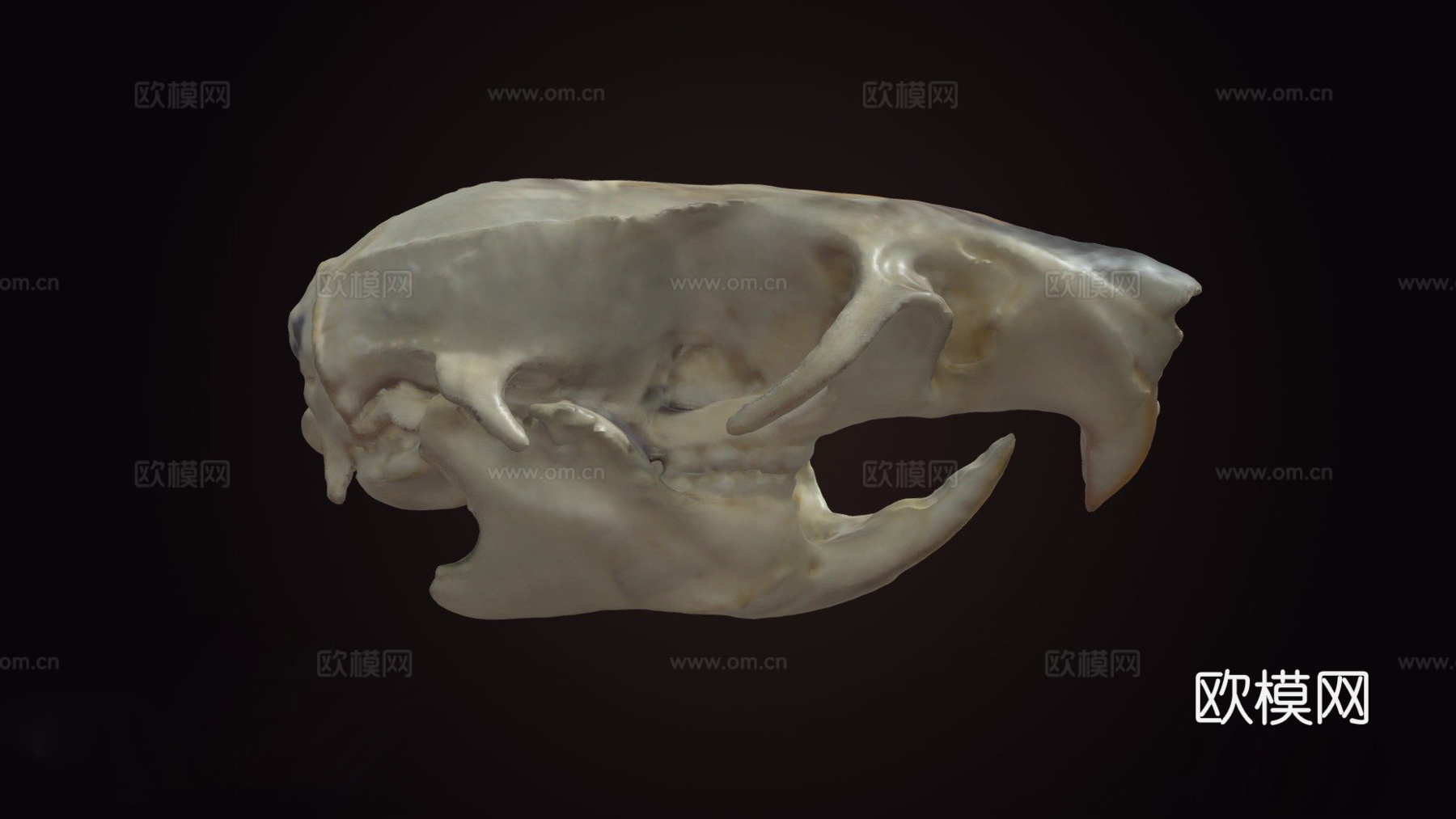 老鼠头骨3d模型