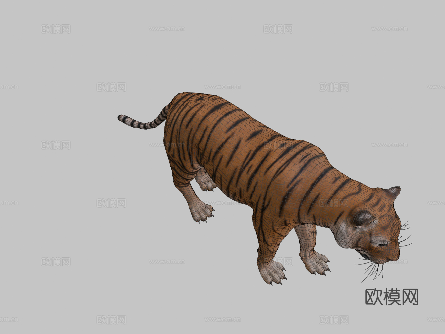 老虎3d模型