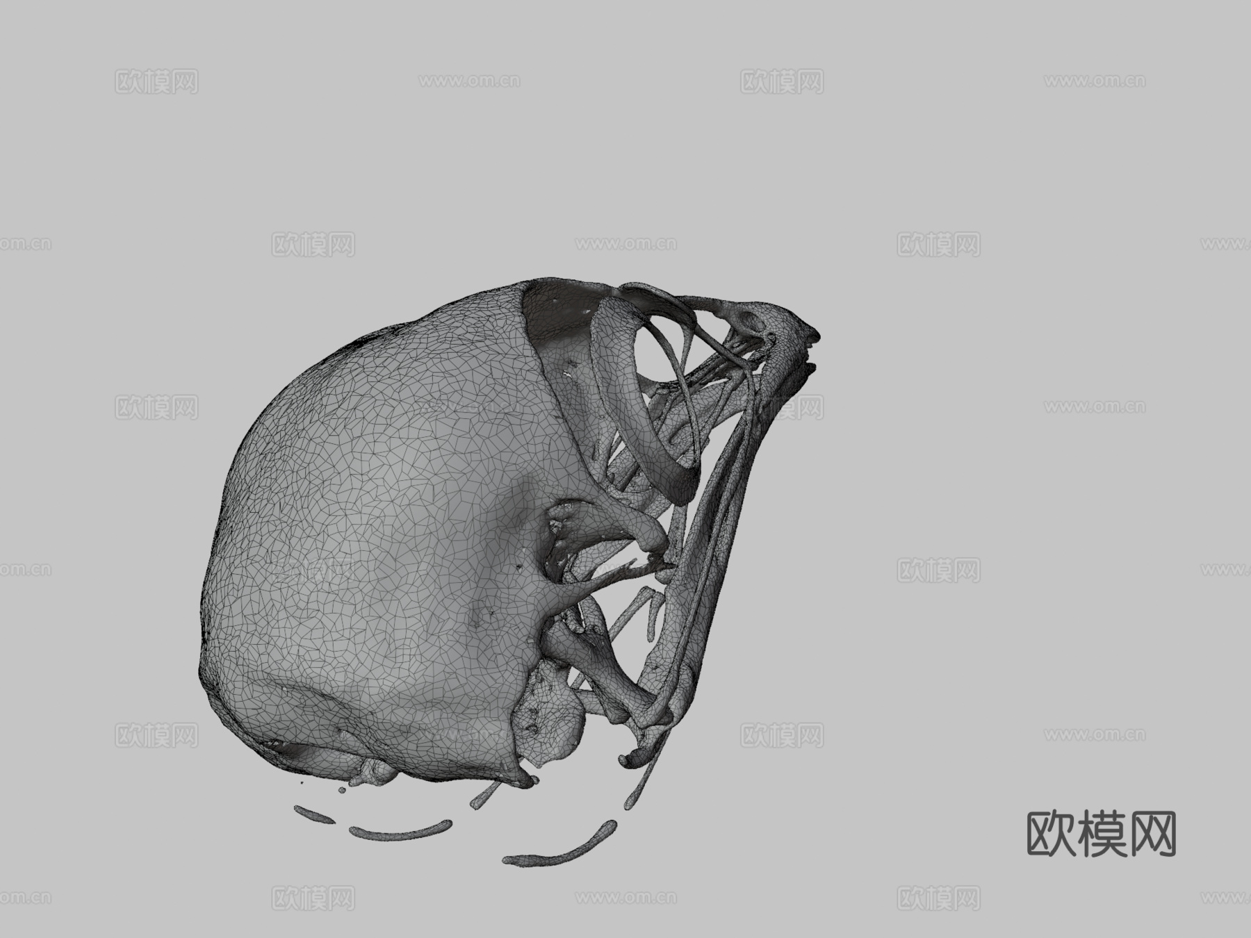 鸡头骨3d模型