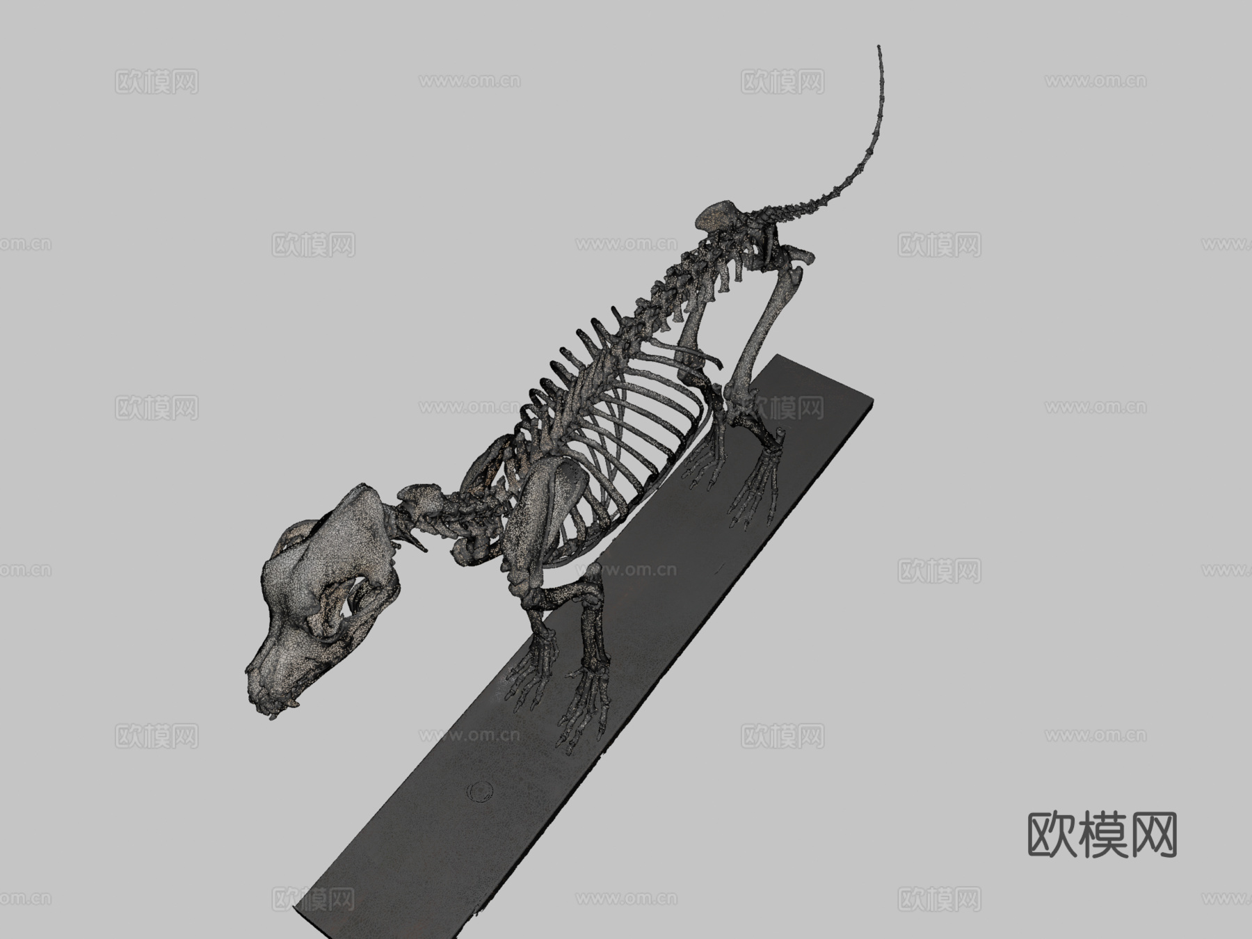 狗骨架-四肢标注3d模型