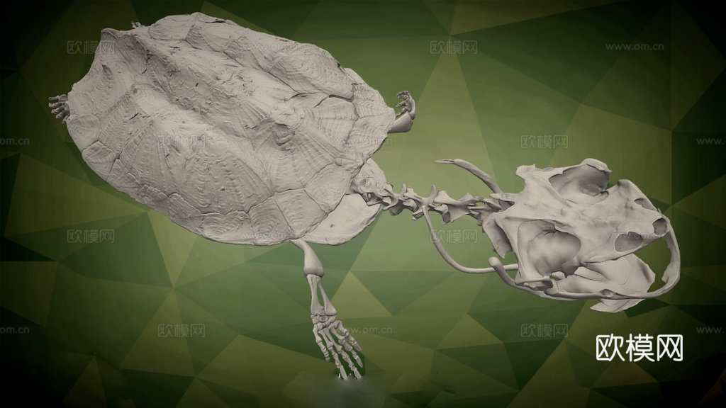 玛塔玛塔龟3d模型