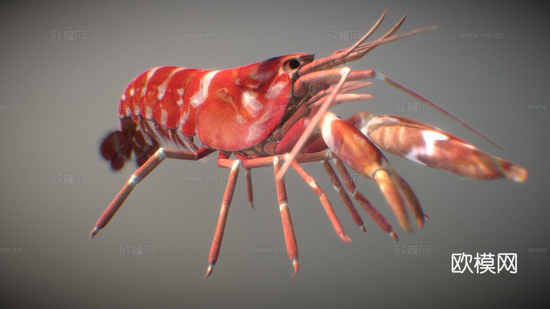 手枪虾3d模型