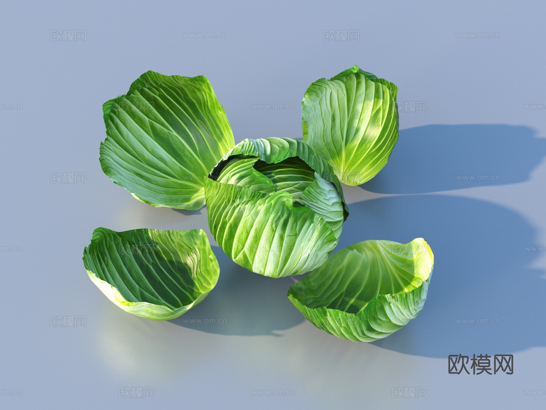 蔬菜 卷心菜3d模型