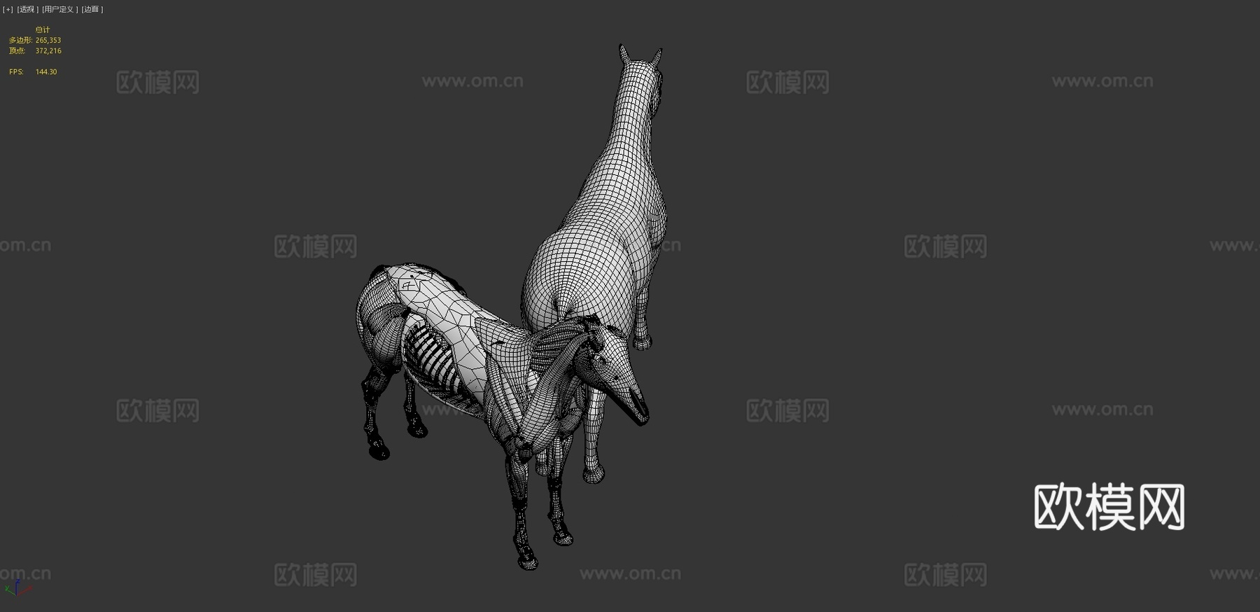 马解剖模型3d模型