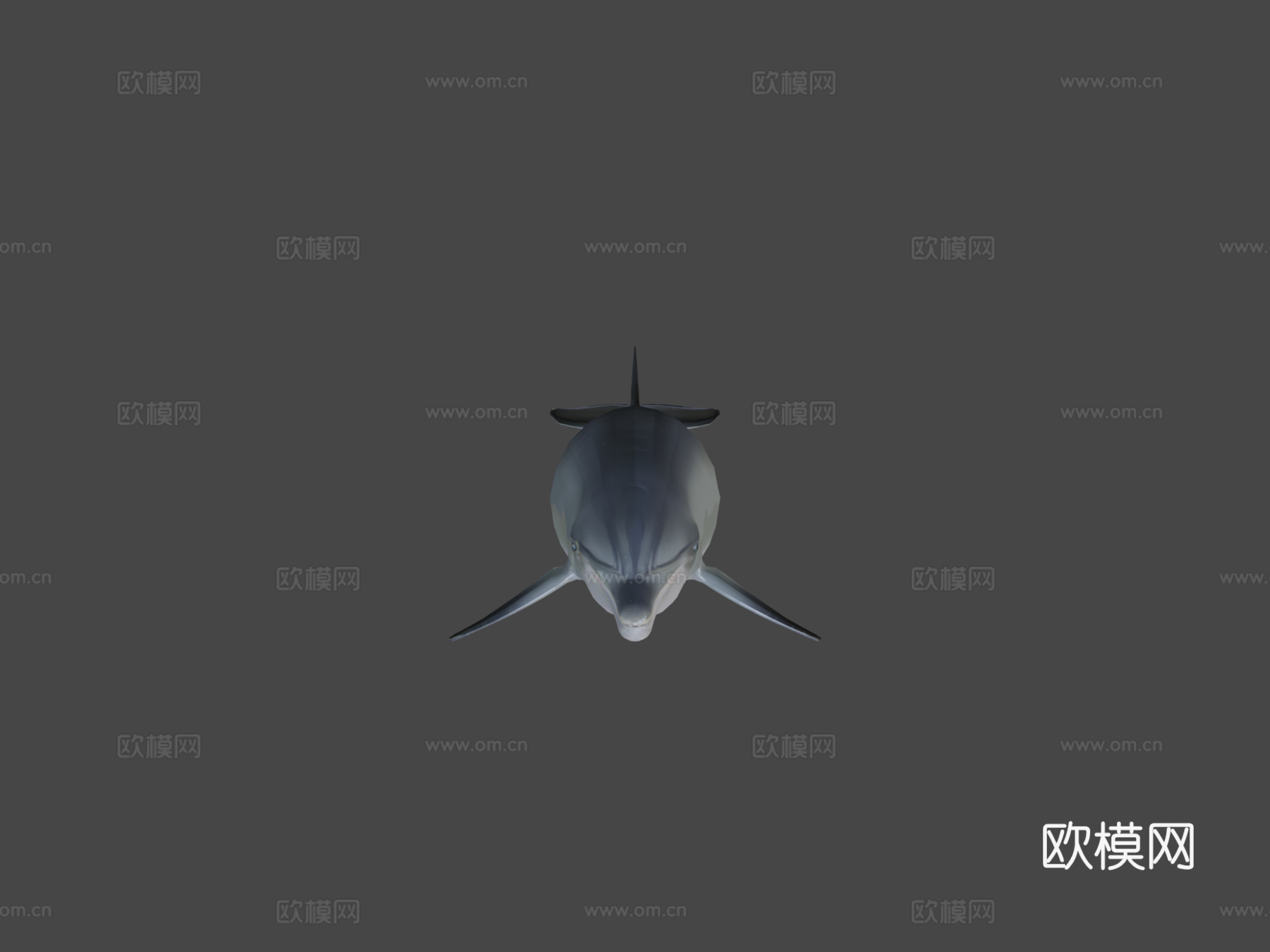 宽吻海豚3d模型