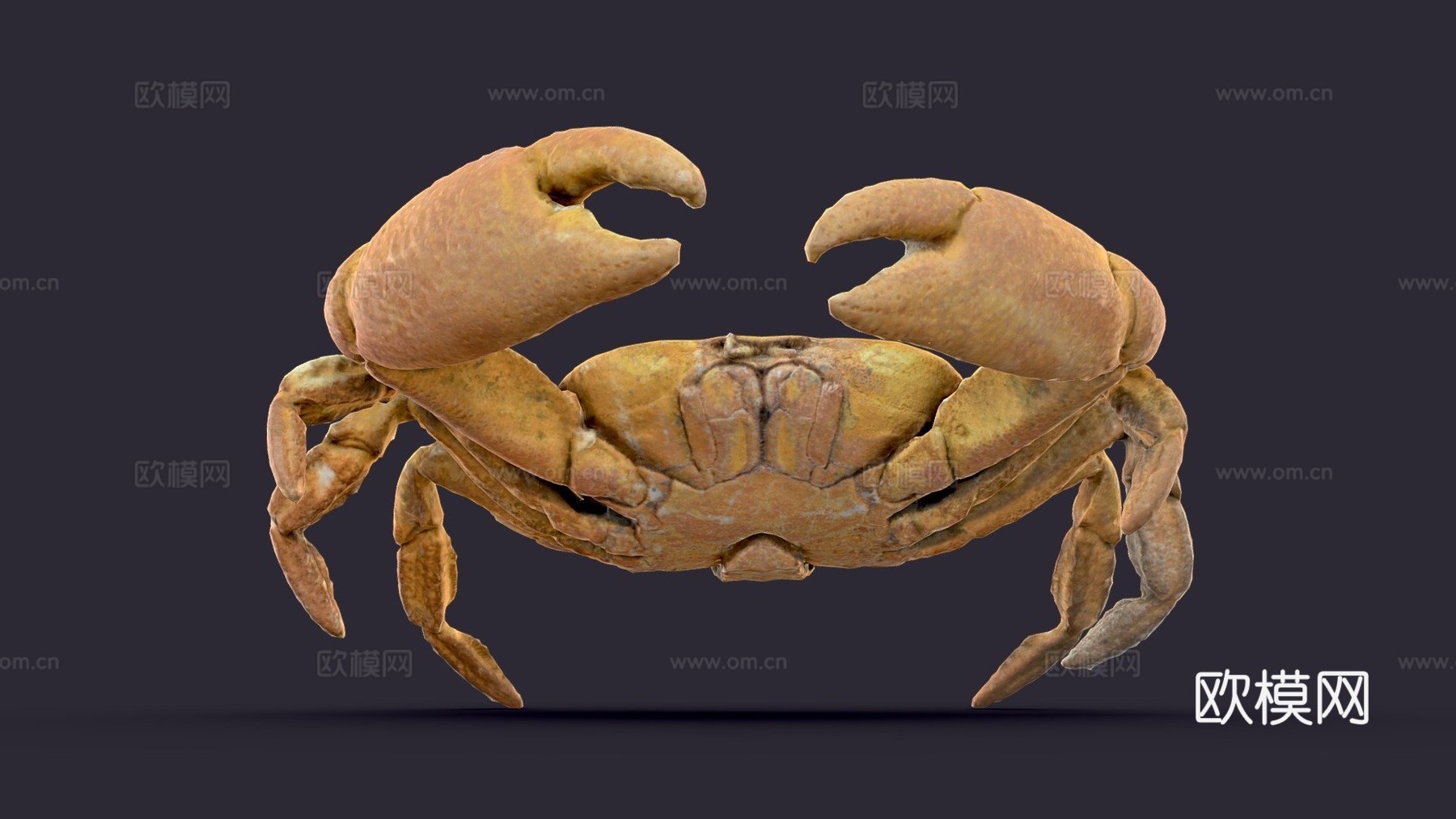 雄性快速蟹-快速压缩3d模型