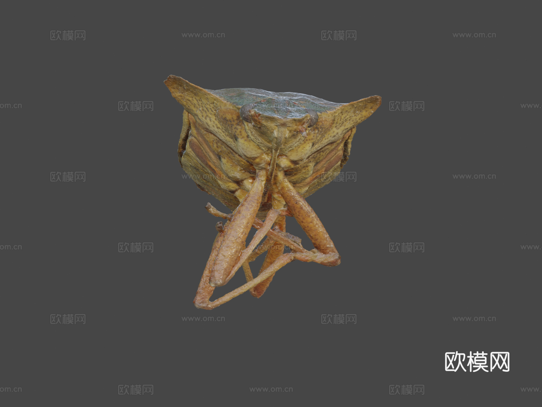 异翅目-宏观摄影测量3d模型
