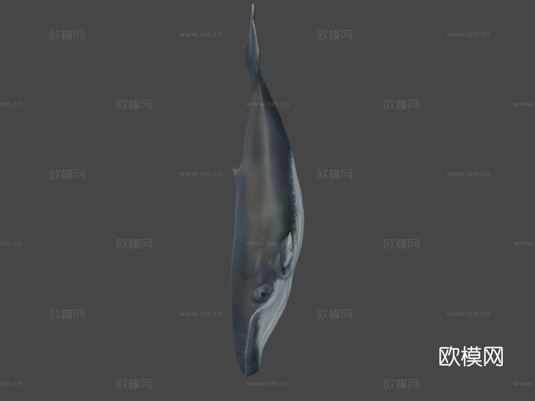 雕刻鲸鱼3d模型