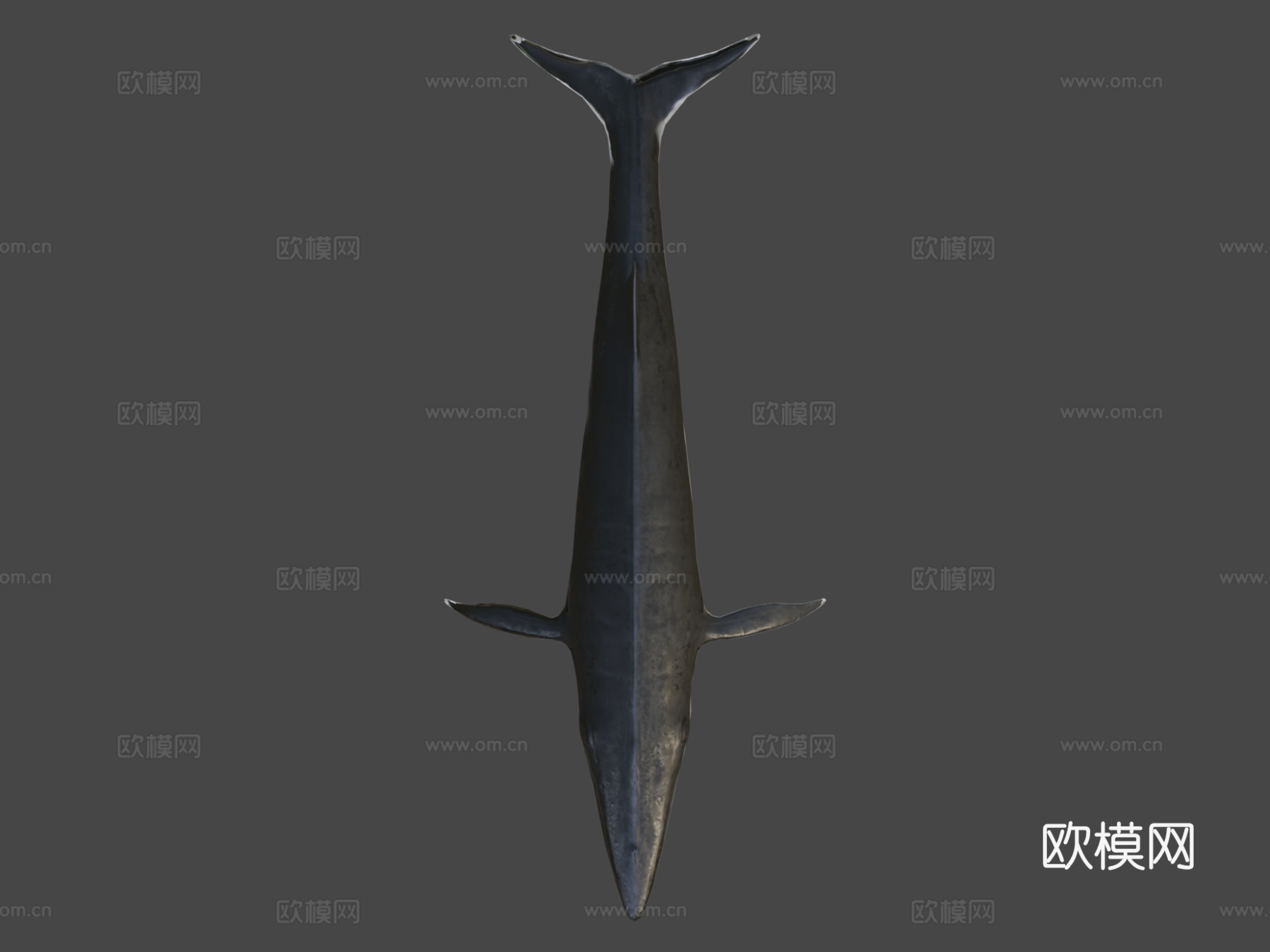 长须鲸3d模型