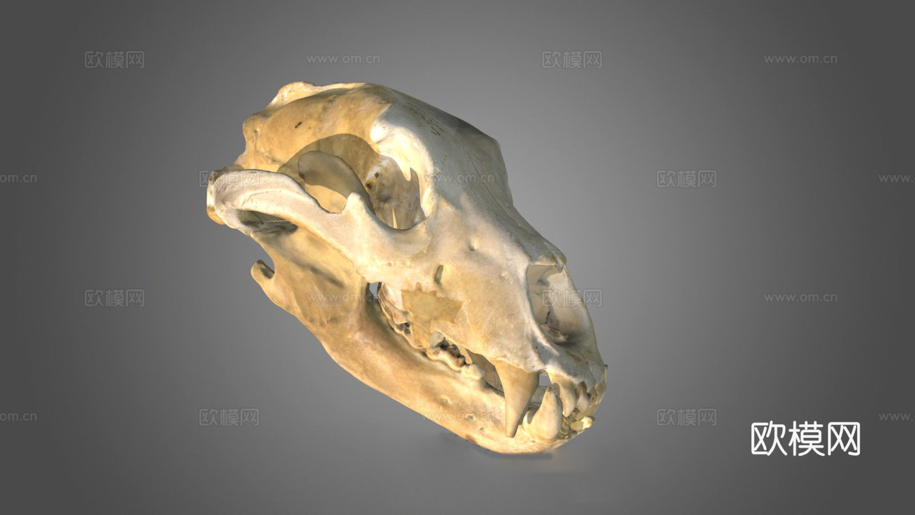 灰熊头骨标本9号3d模型