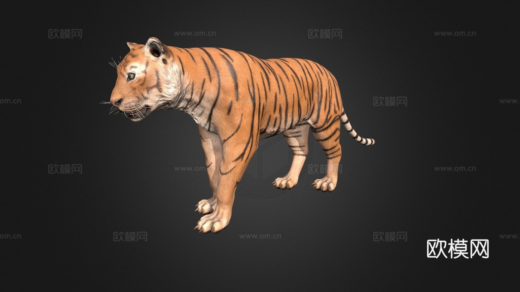 老虎3d模型