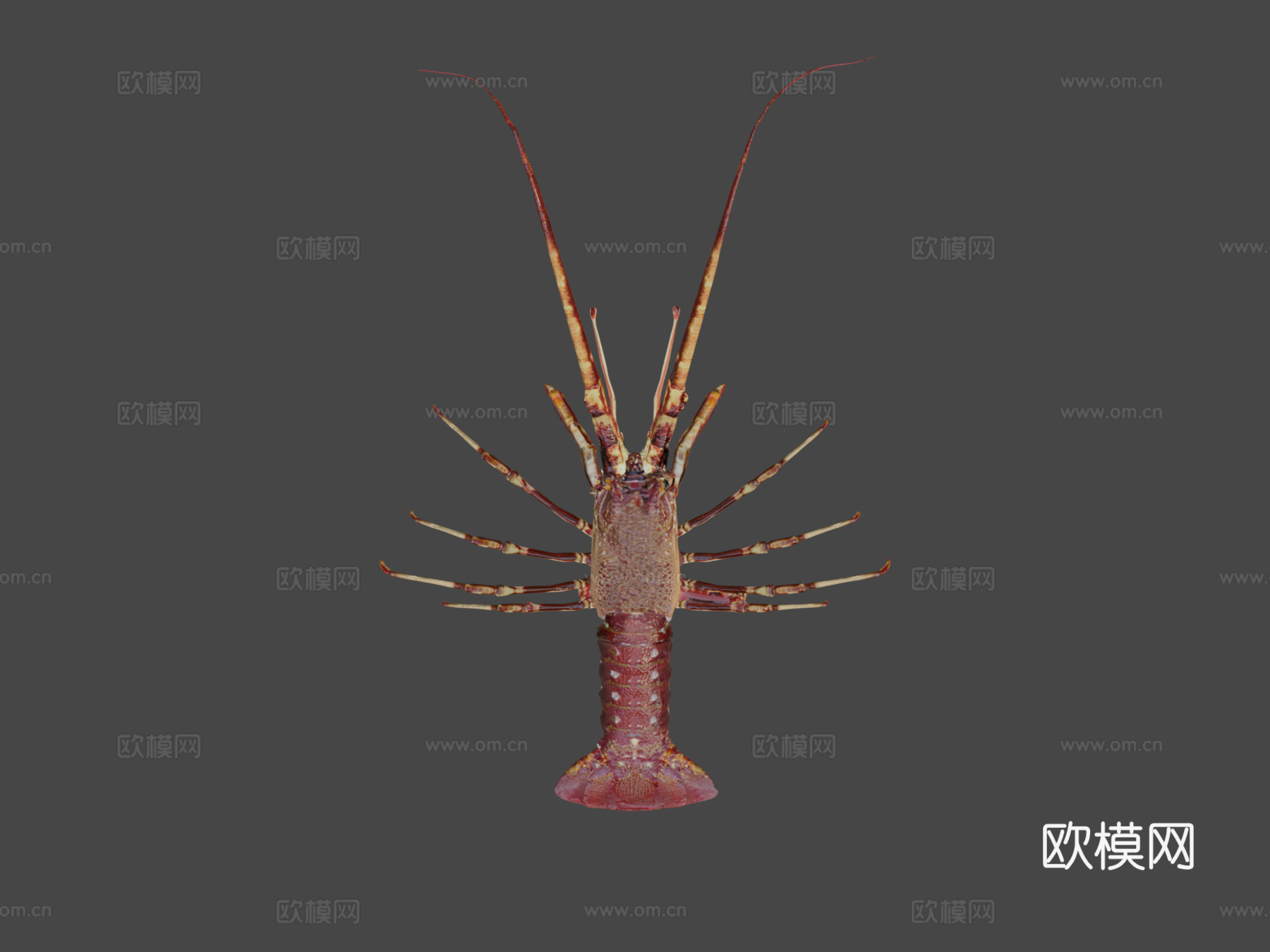 龙虾3d模型
