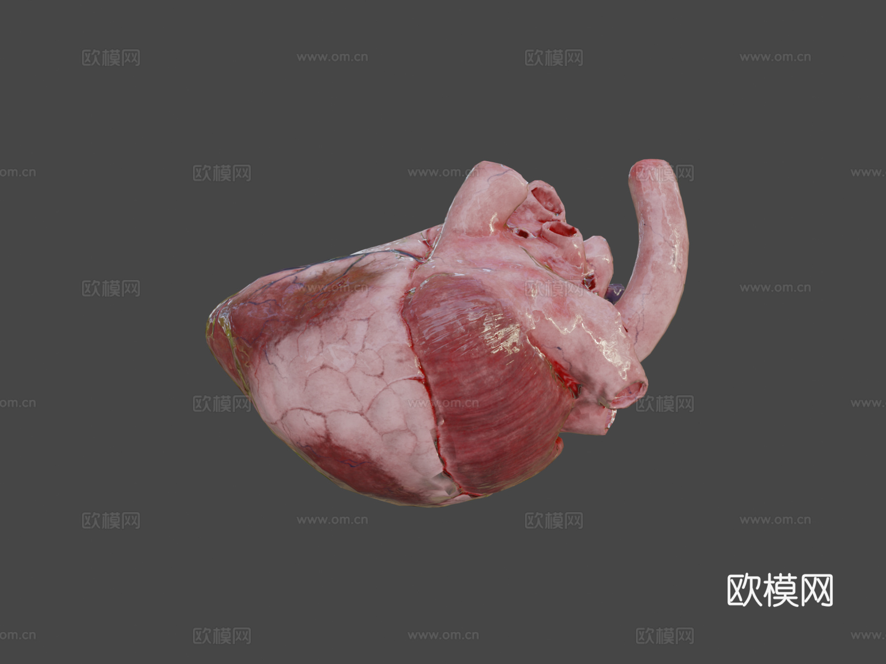牛心3d模型