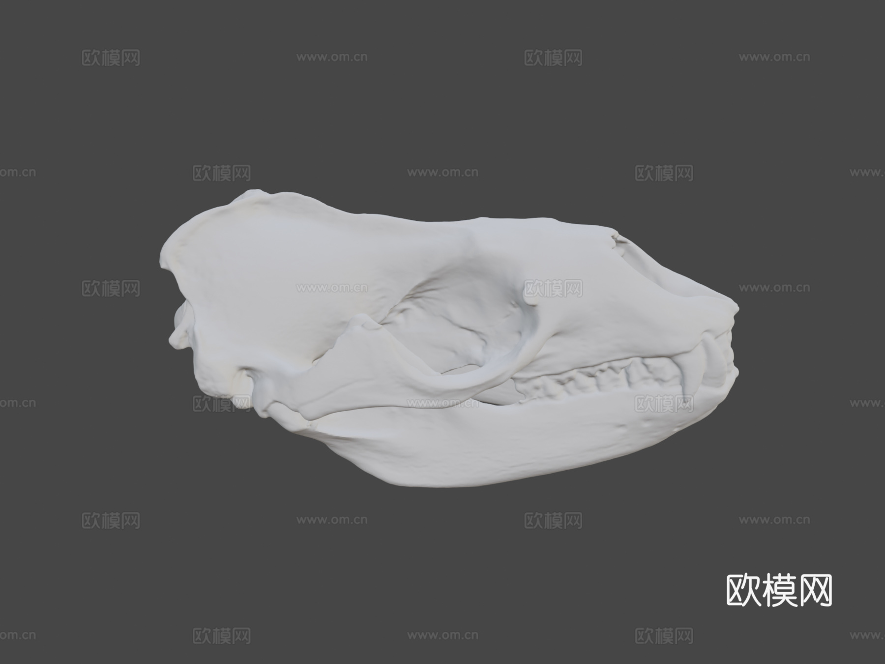 豹海豹头骨3d模型