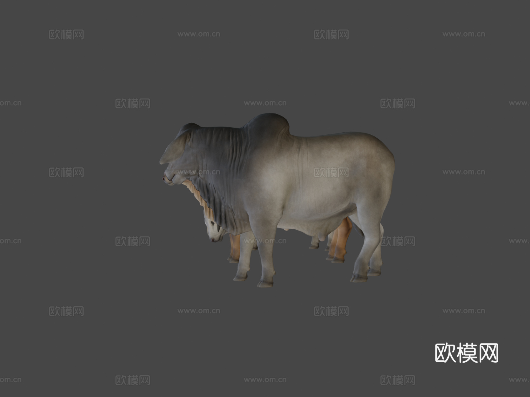 婆罗门公牛3d模型